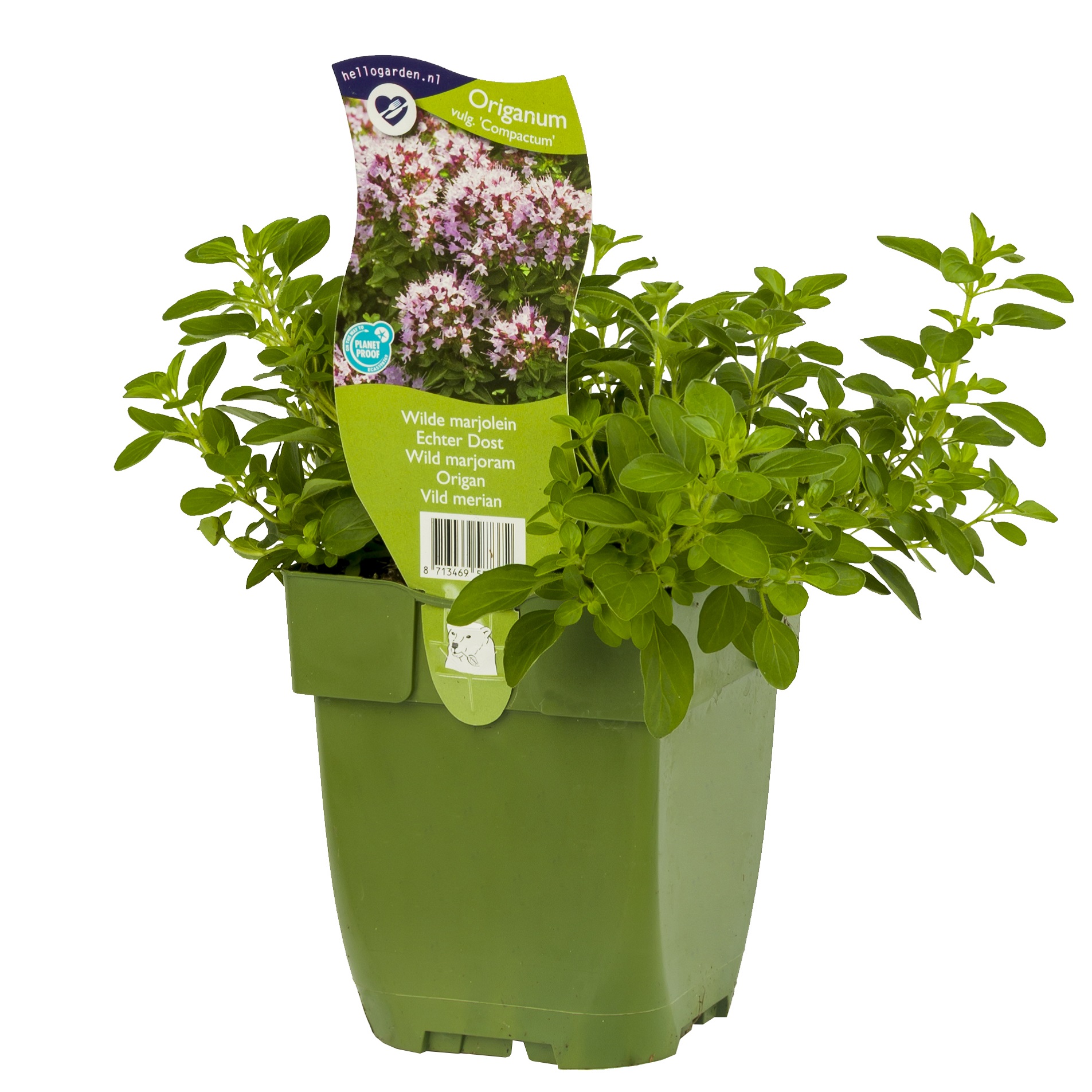 Oregano 'Compactum'