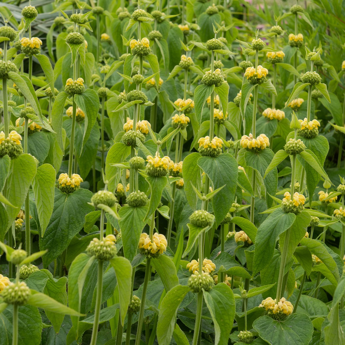 Phlomis russeliana
