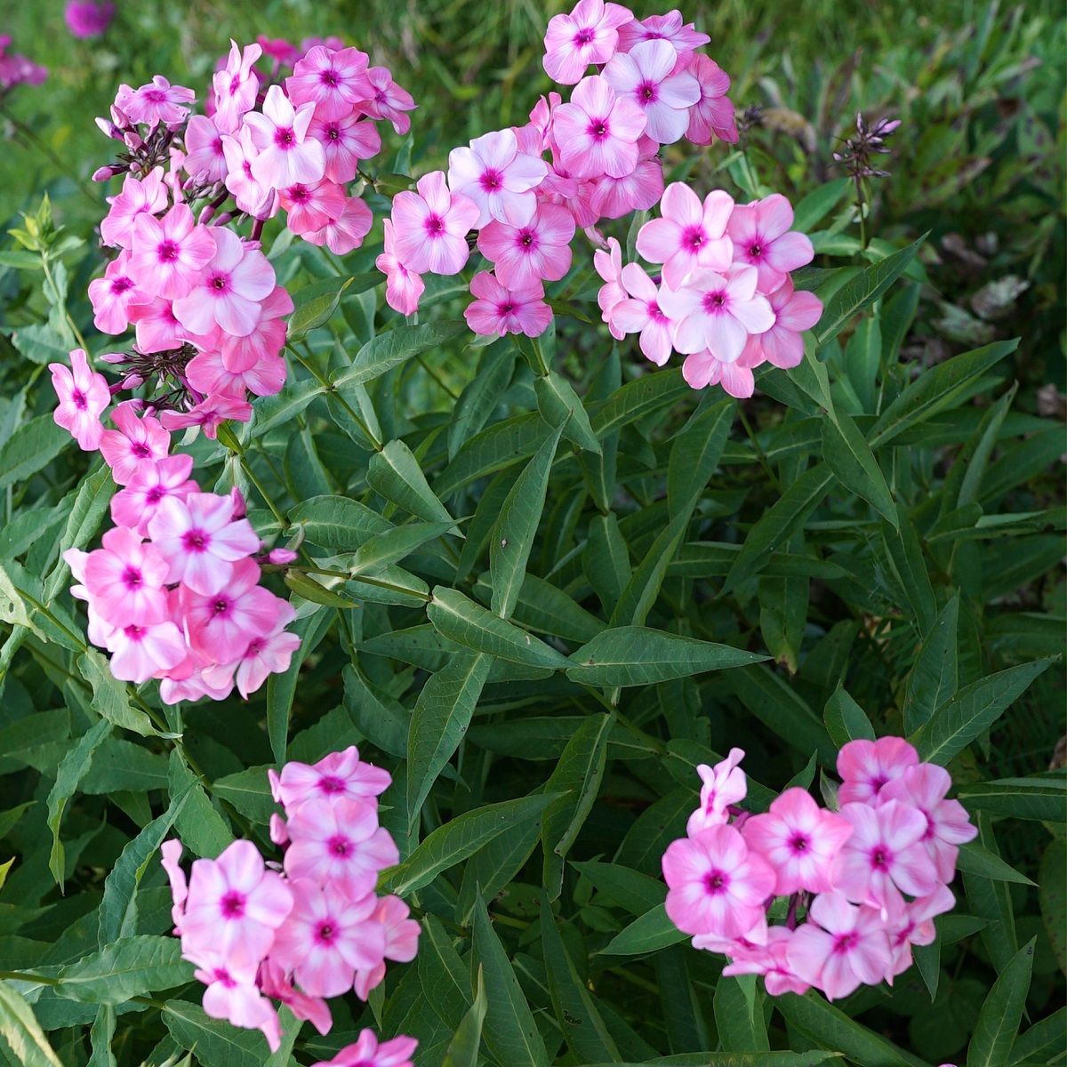 Phlox paniculata 'Bright Eyes'