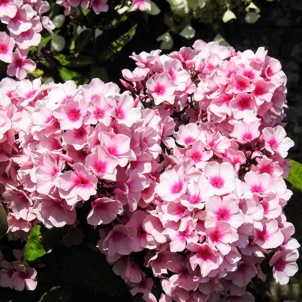 Phlox paniculata 'Bright Eyes'