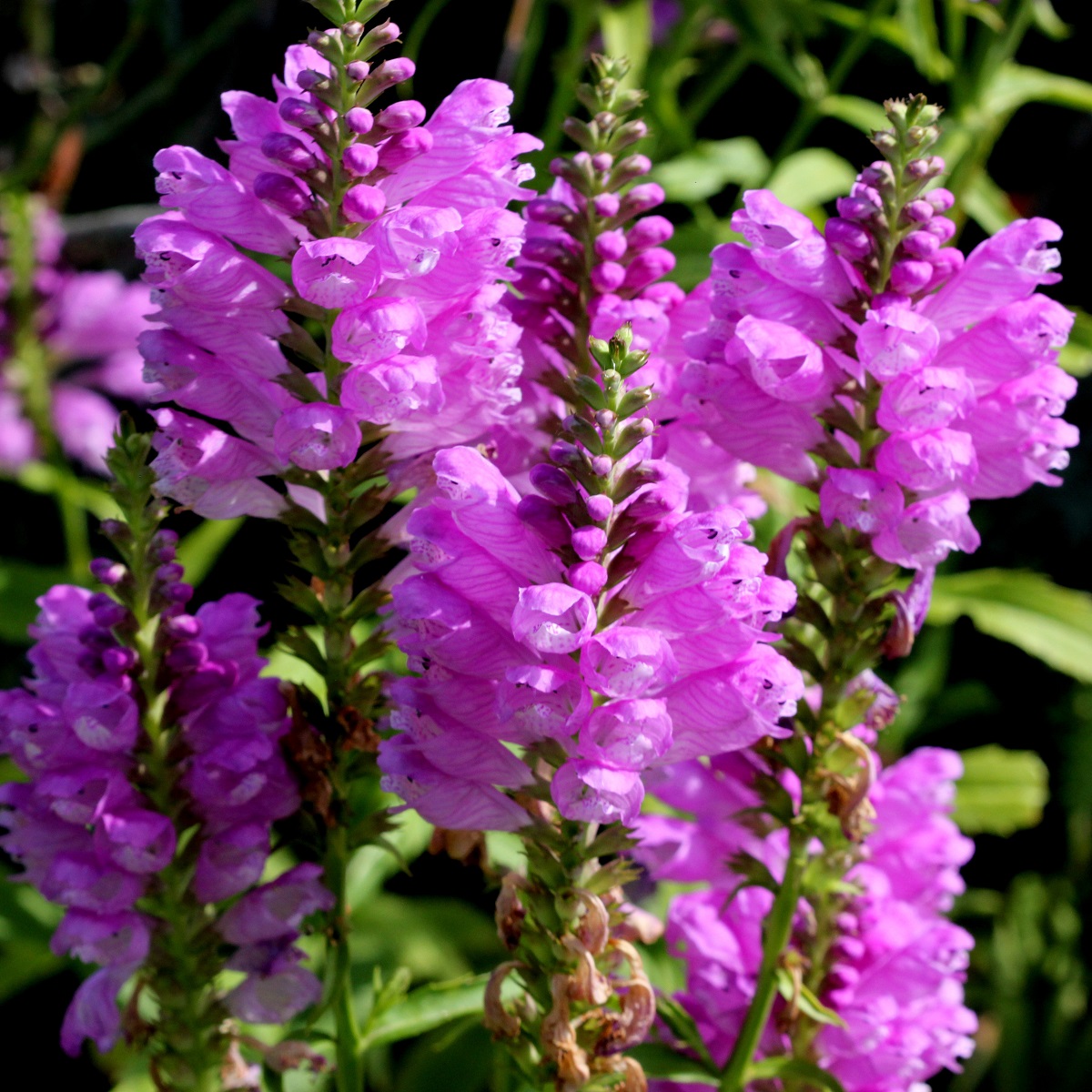 Physostegia virg. 'Bouquet Rose'