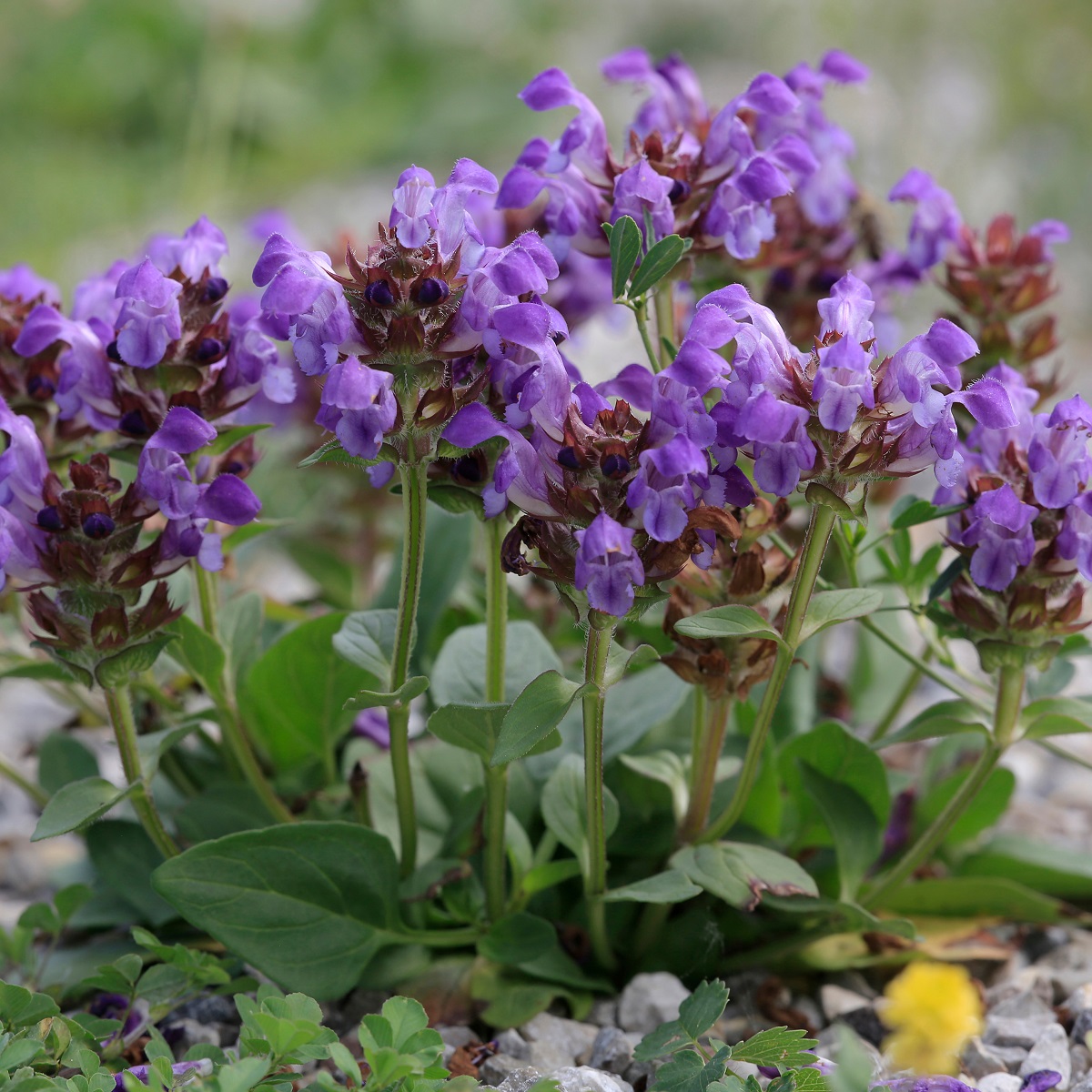 Prunella grandiflora