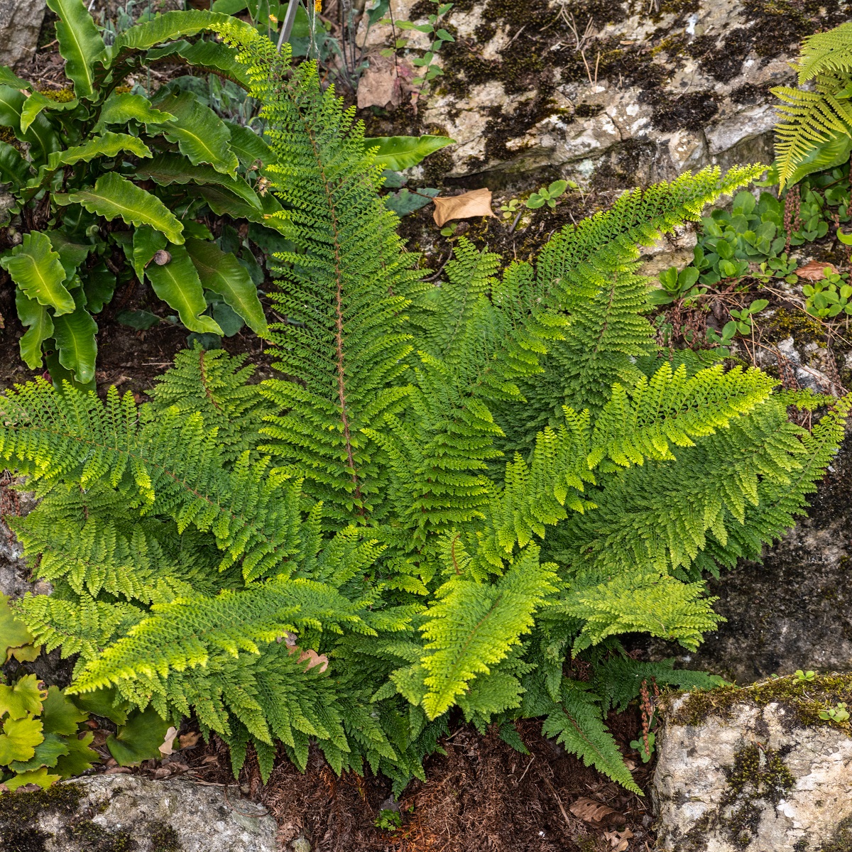Spetsbräken 'Herrenhausen'
