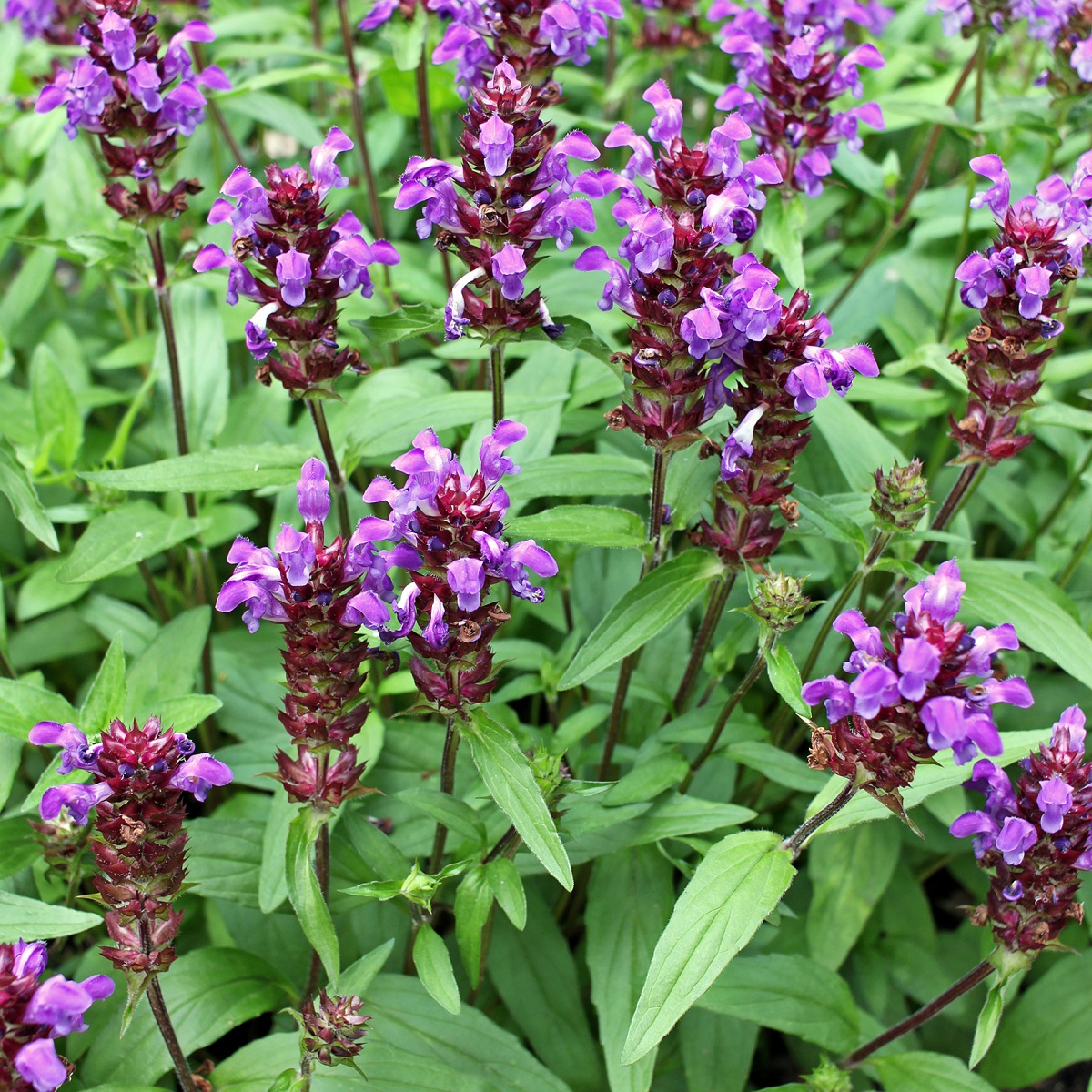 Prunella grandiflora