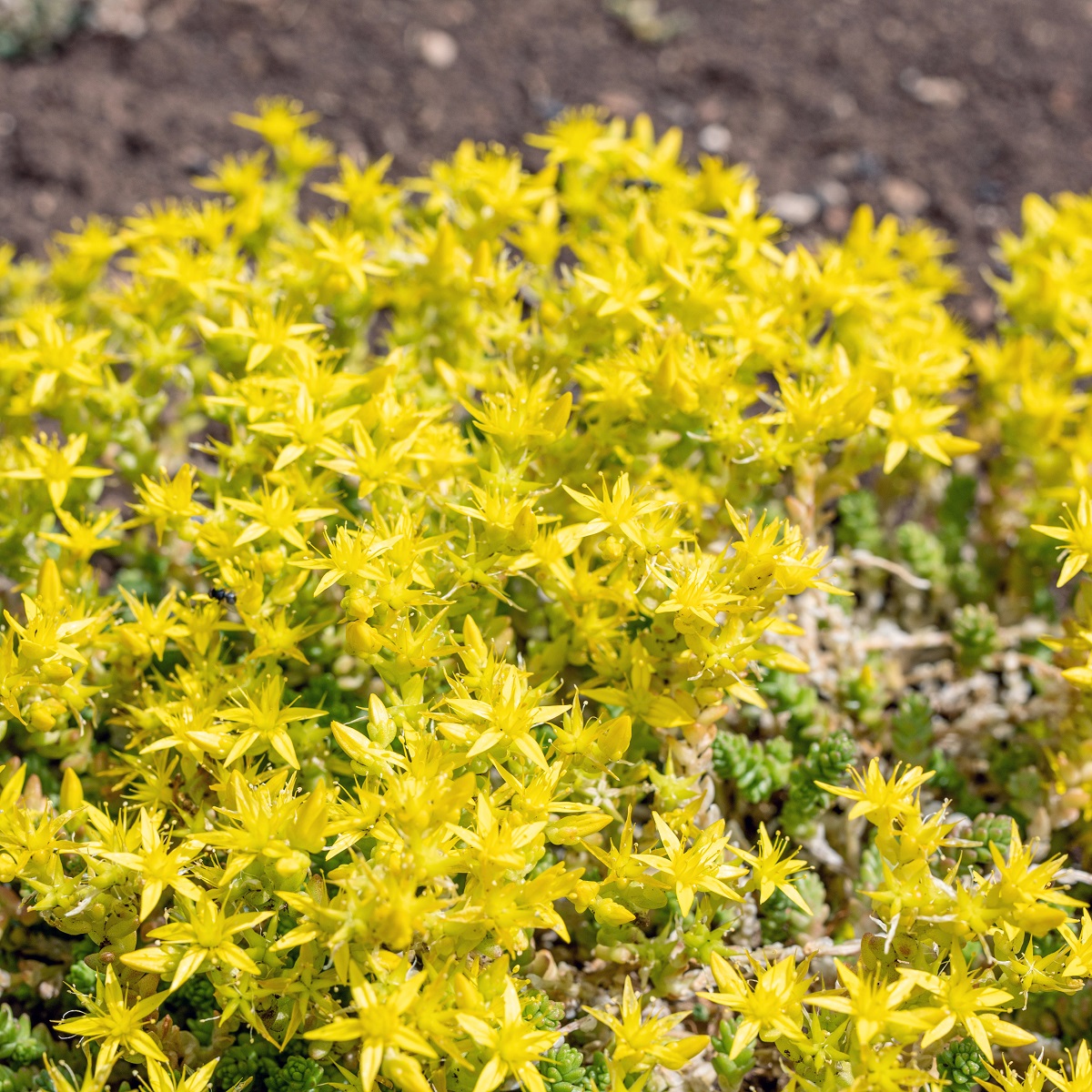 Bitterbergknapp 'Yellow Queen'