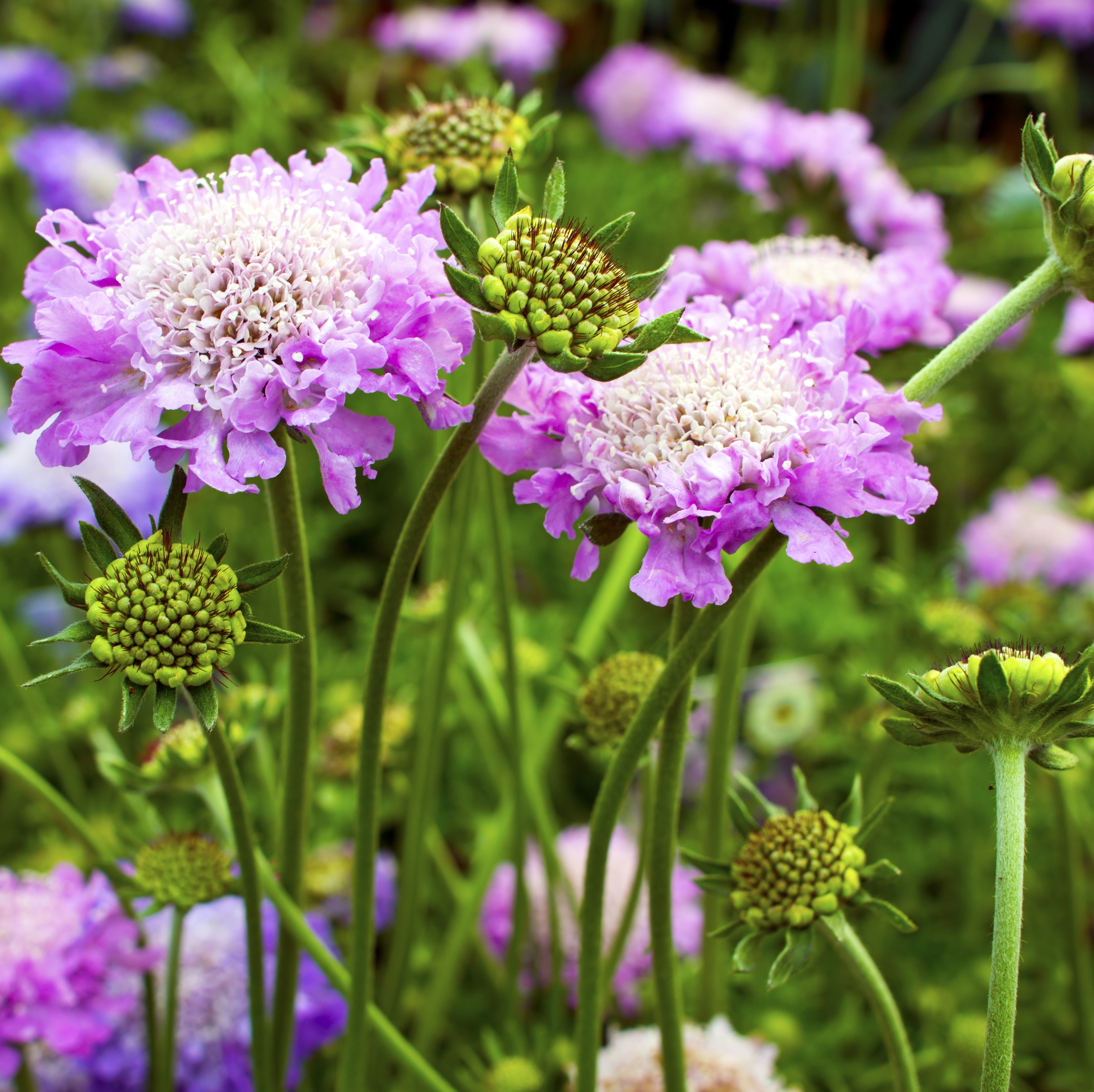 Fältvädd 'Pink Mist'