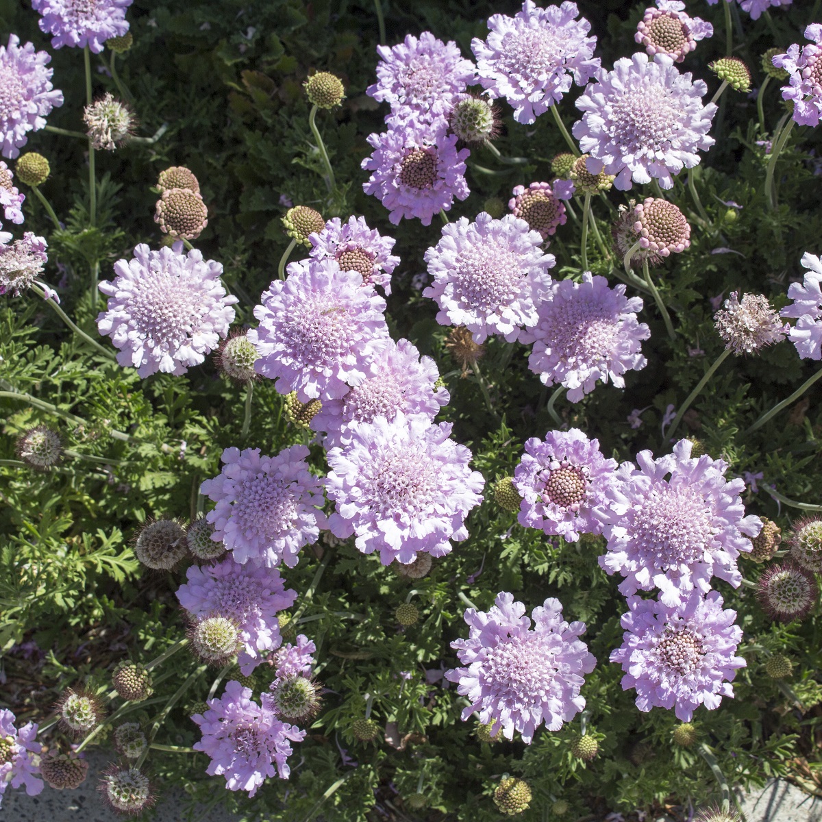 Scabiosa columbaria 'Butterfly Blue'