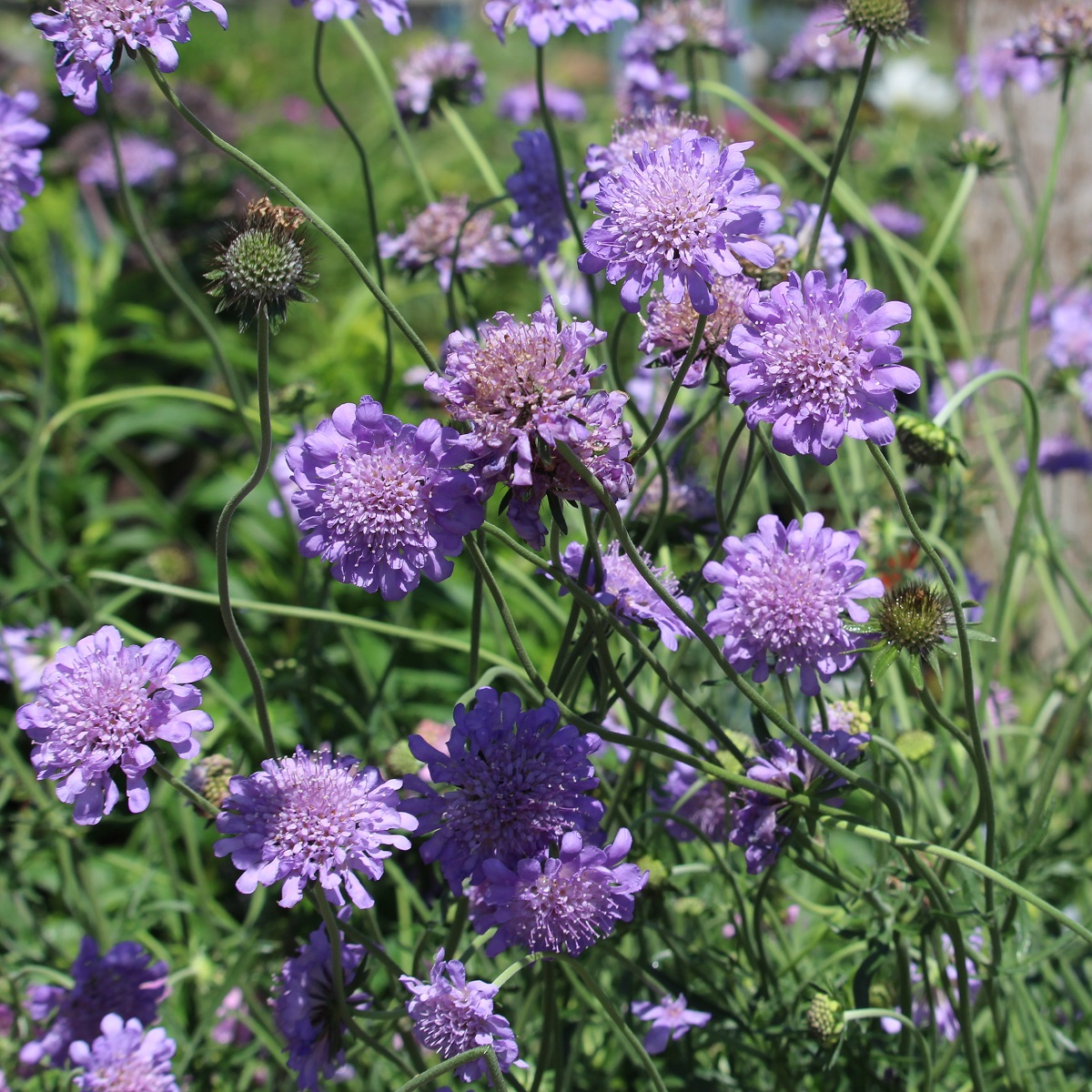 Scabiosa columbaria 'Butterfly Blue'