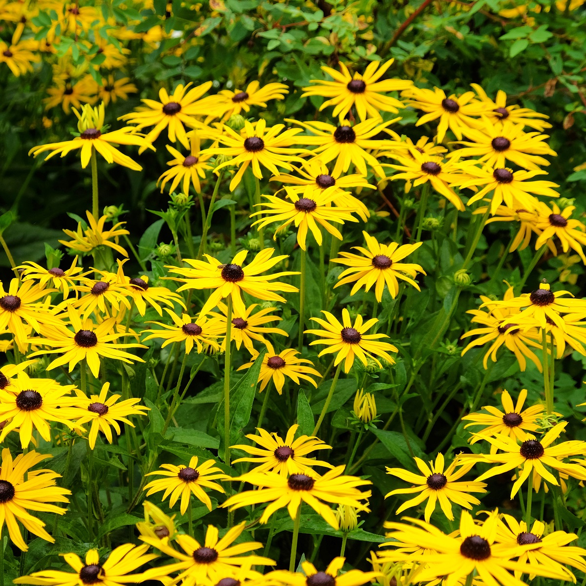 Strålrudbeckia 'Goldsturm'