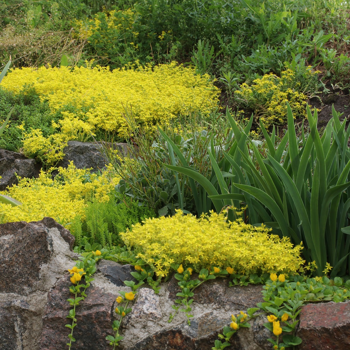 Bitterbergknapp 'Yellow Queen'