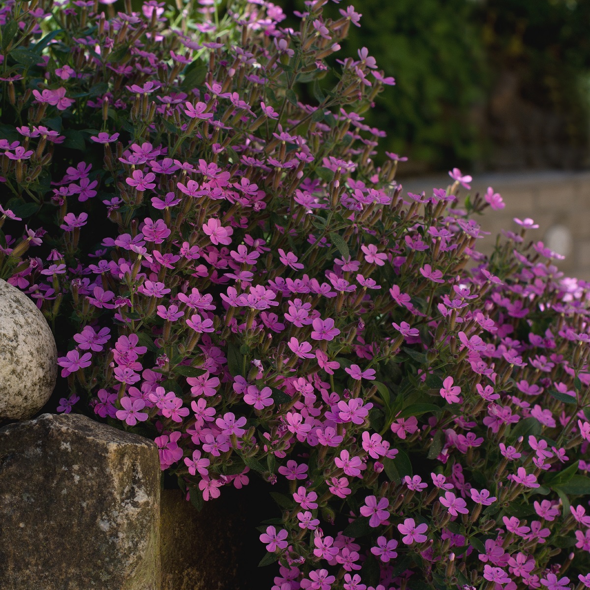 Saponaria ocymoides