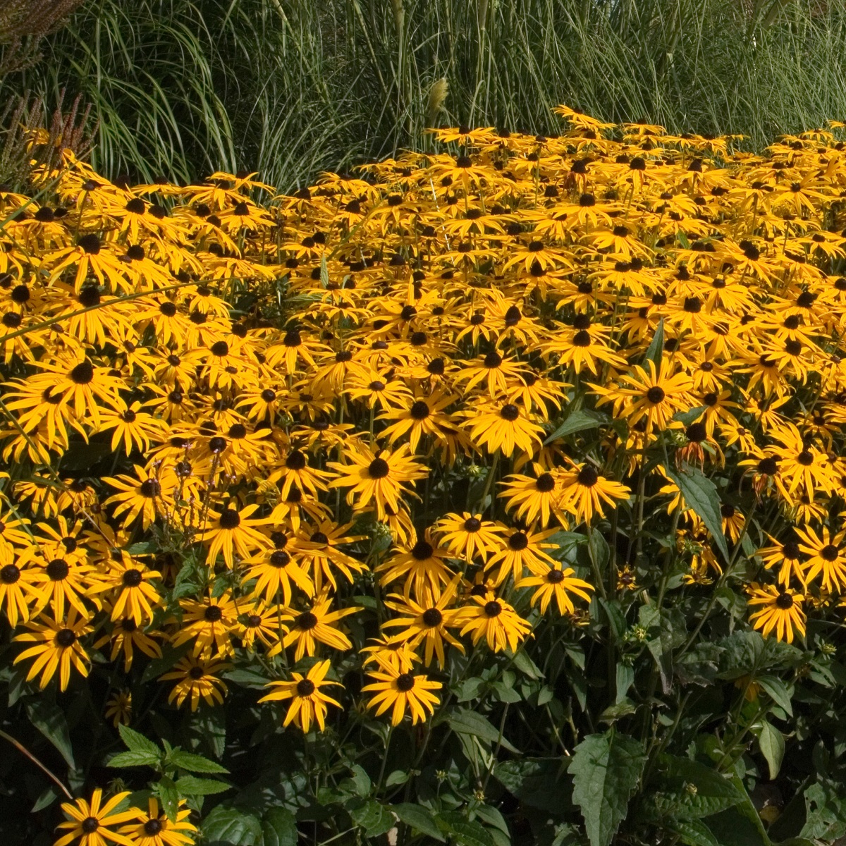 Strålrudbeckia 'Goldsturm'