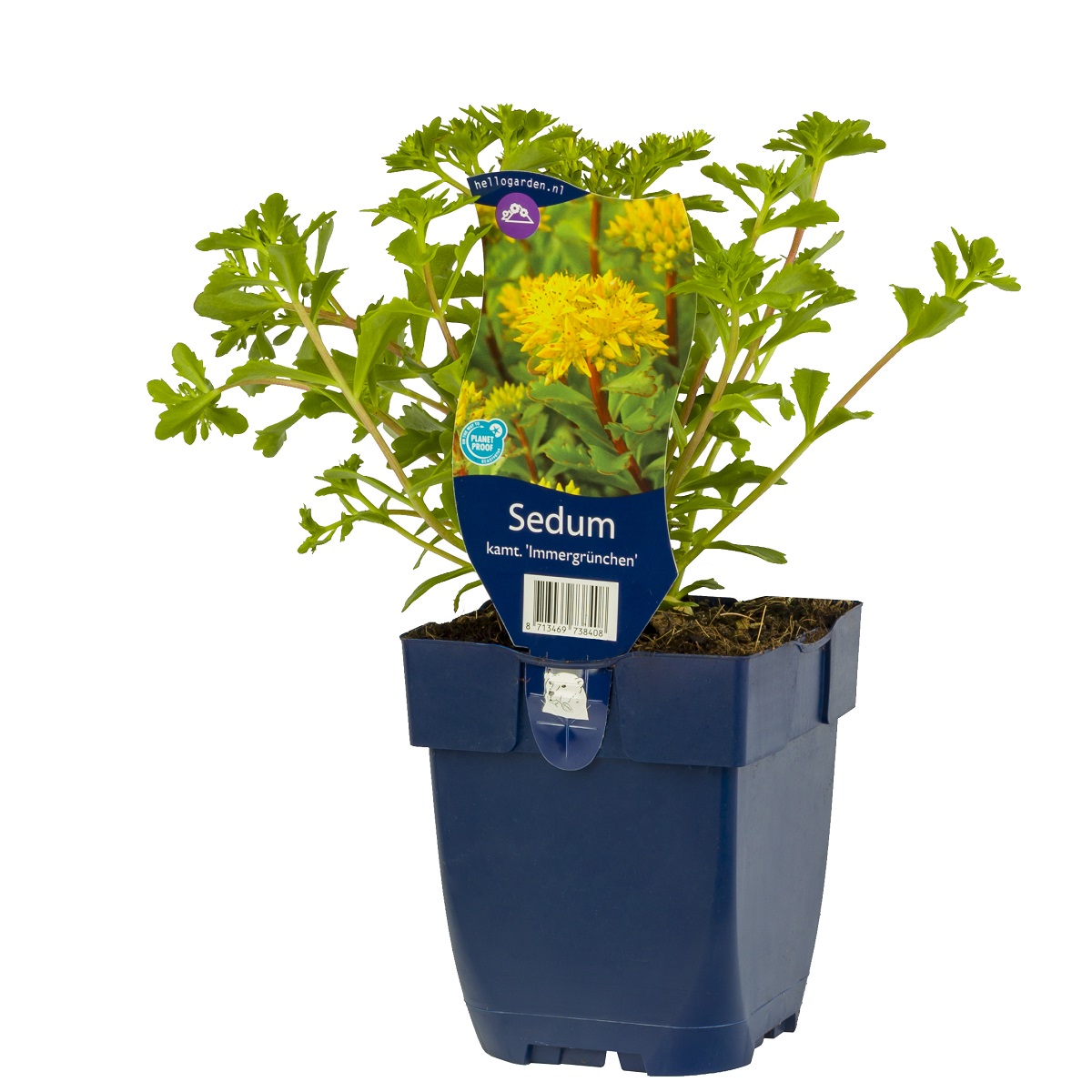 Sibiriskt fetblad 'Immergrünchen'