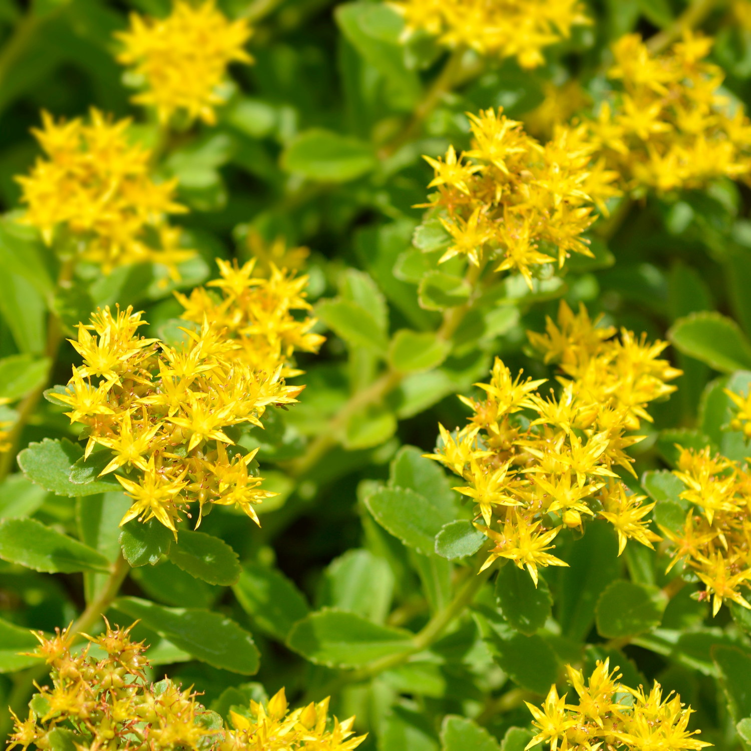 Smaragdfetblad 'Weihenstephaner Gold'