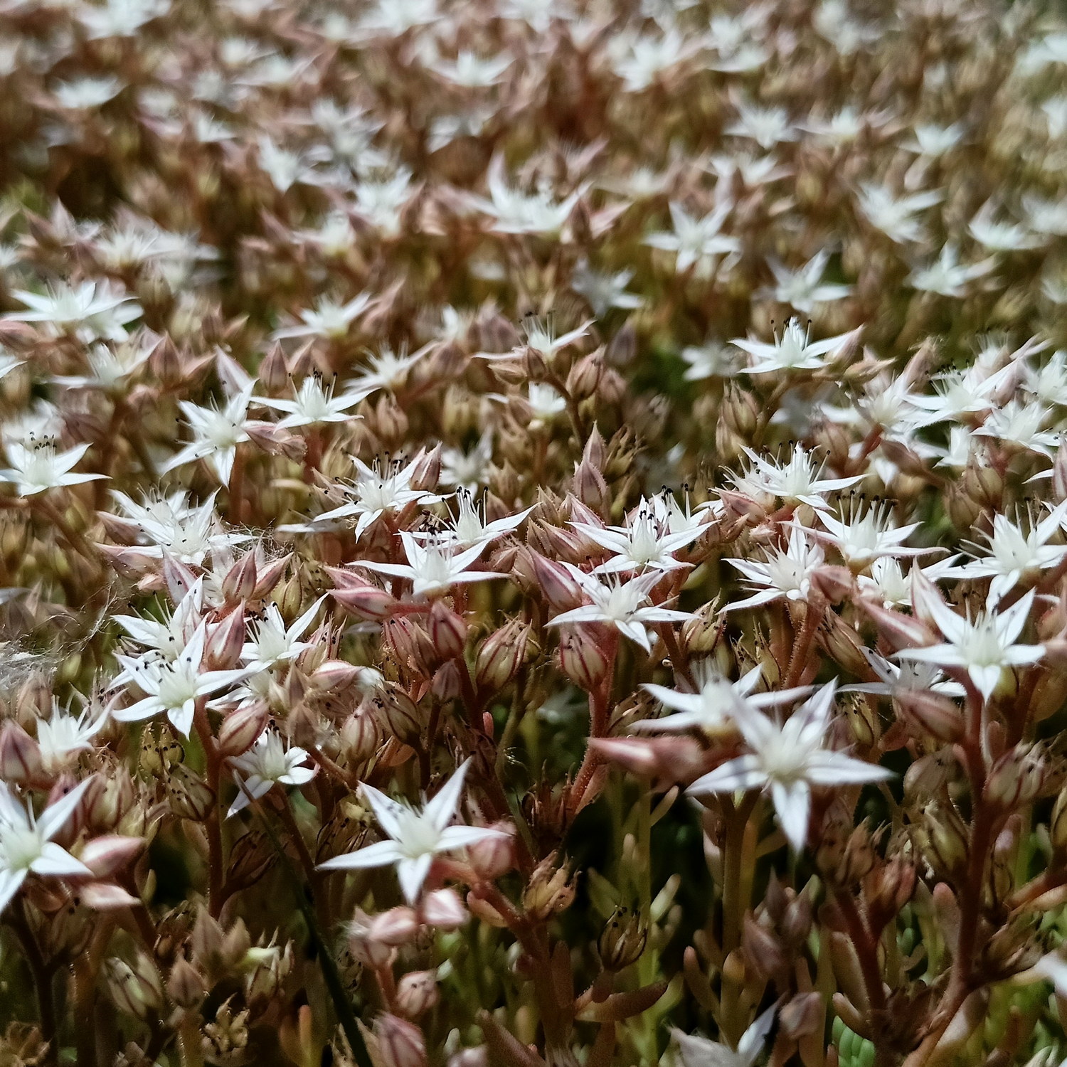 Vit fetknopp 'Coral Carpet'