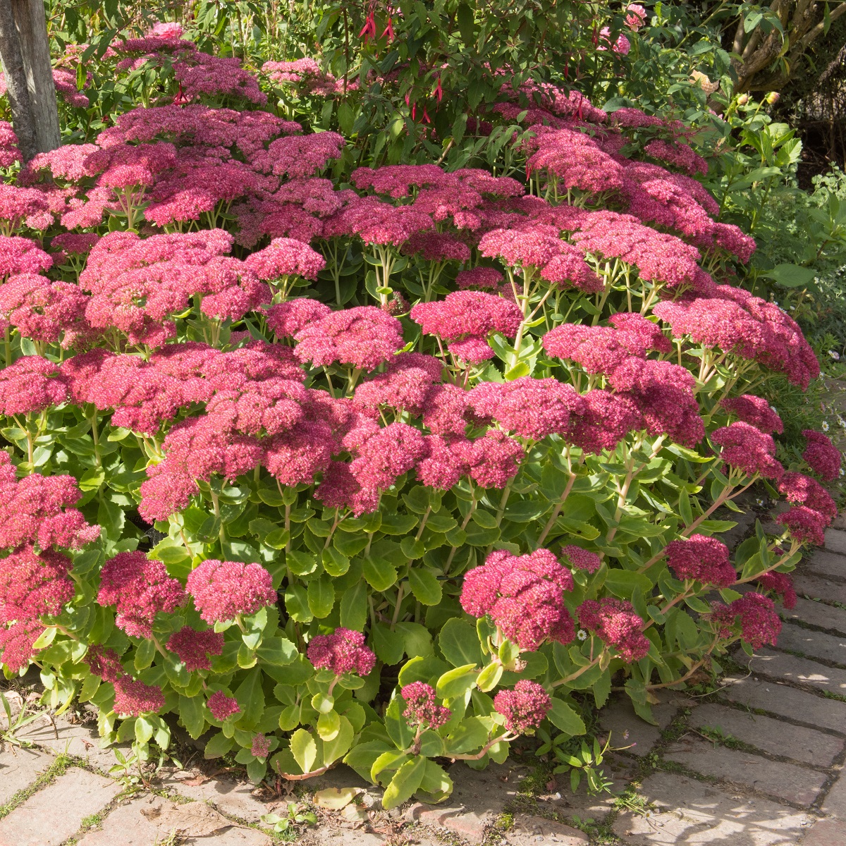 Hylotelephium 'Herbstfreude'