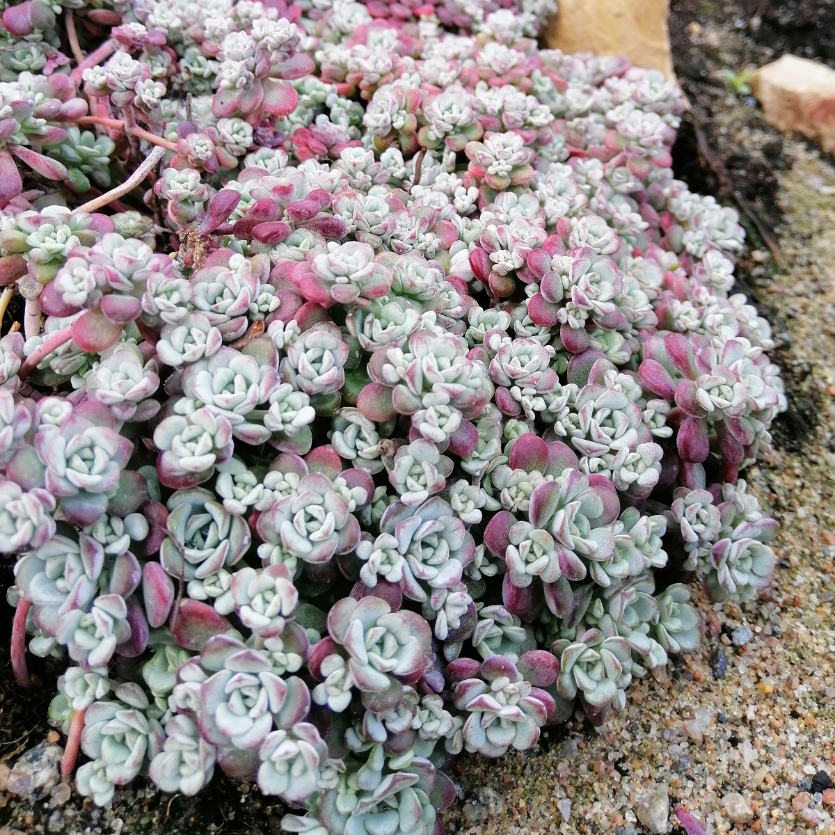 Kalifornisk fetknopp 'Cape Blanco'