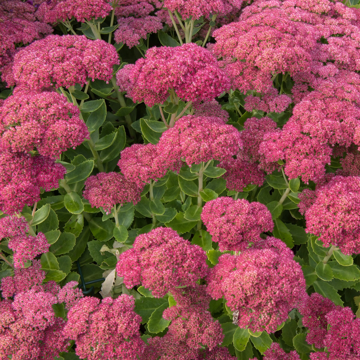 Hylotelephium 'Herbstfreude'