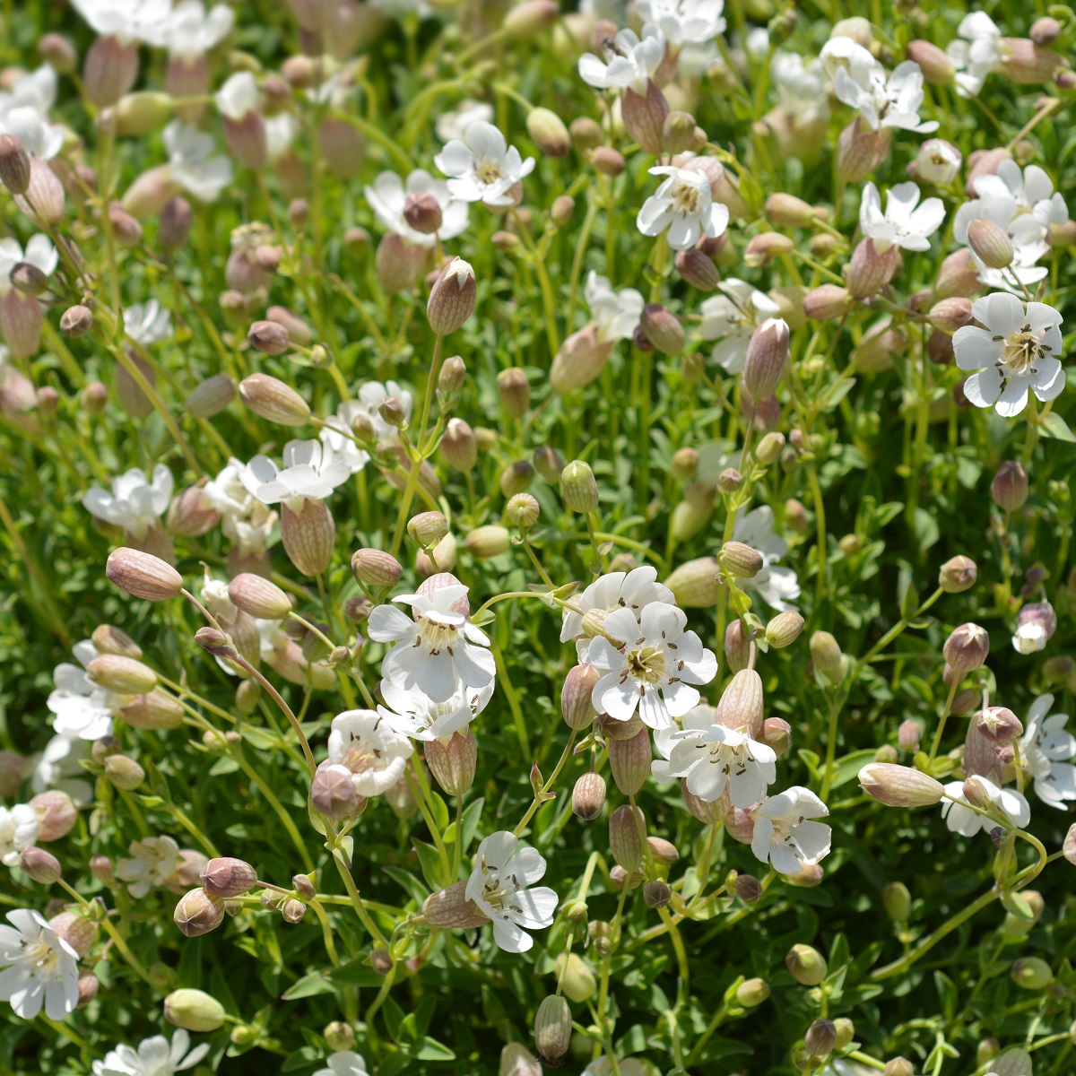 Alvarglim 'Weisskehlchen'