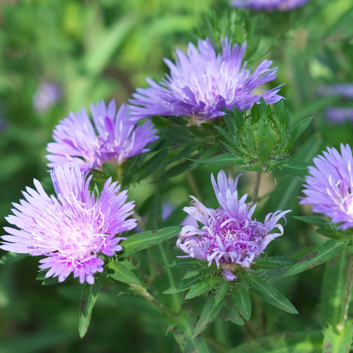Stokesia laevis