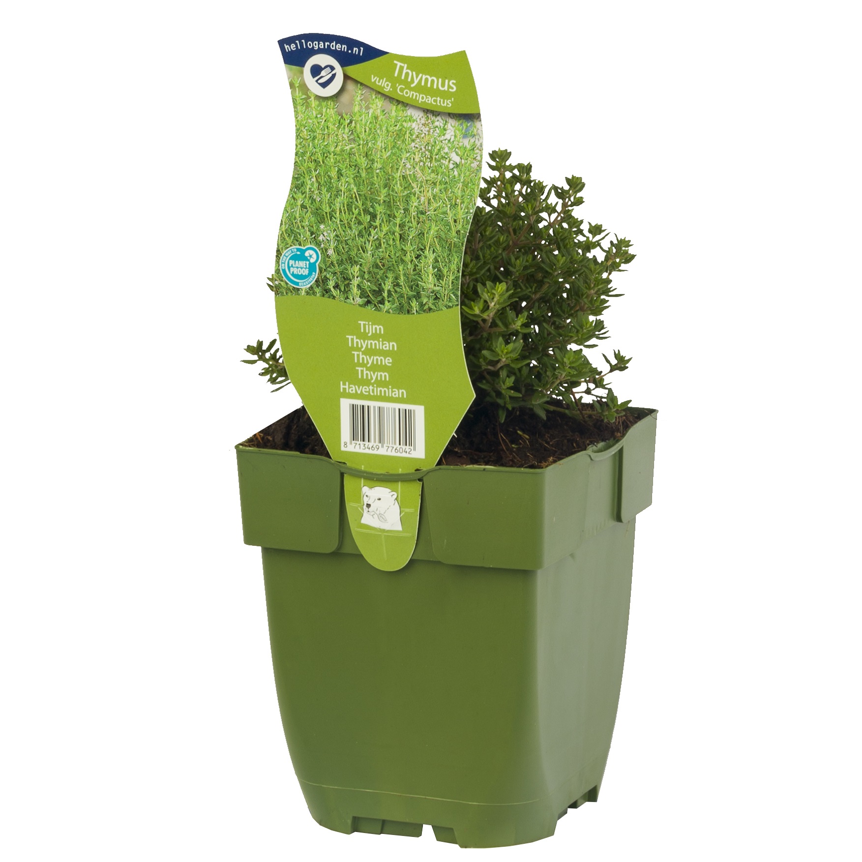 Kryddtimjan 'Compactus'