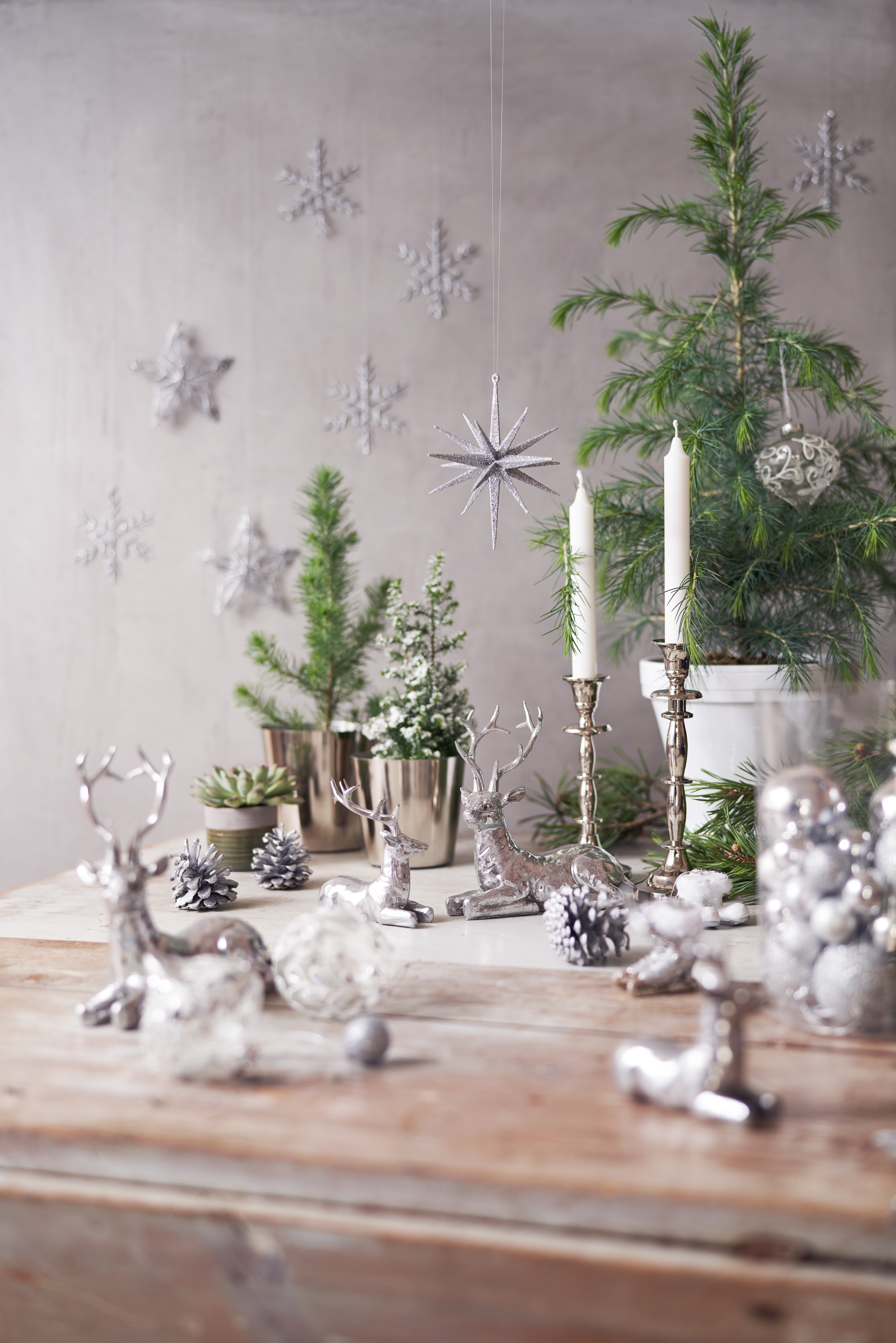 Tujacypress 'Top Point'