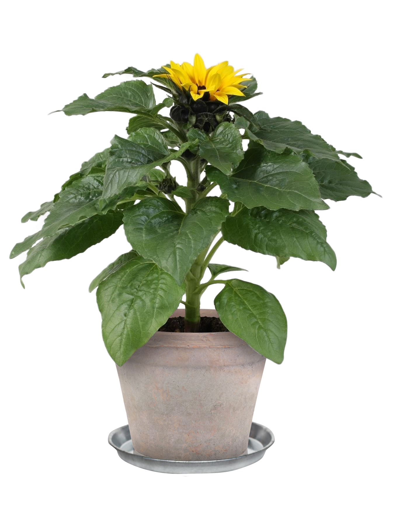 Helianthus 'Sunsation' 13 cm