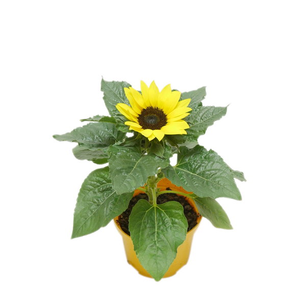 Helianthus 'Sunsation' 13 cm
