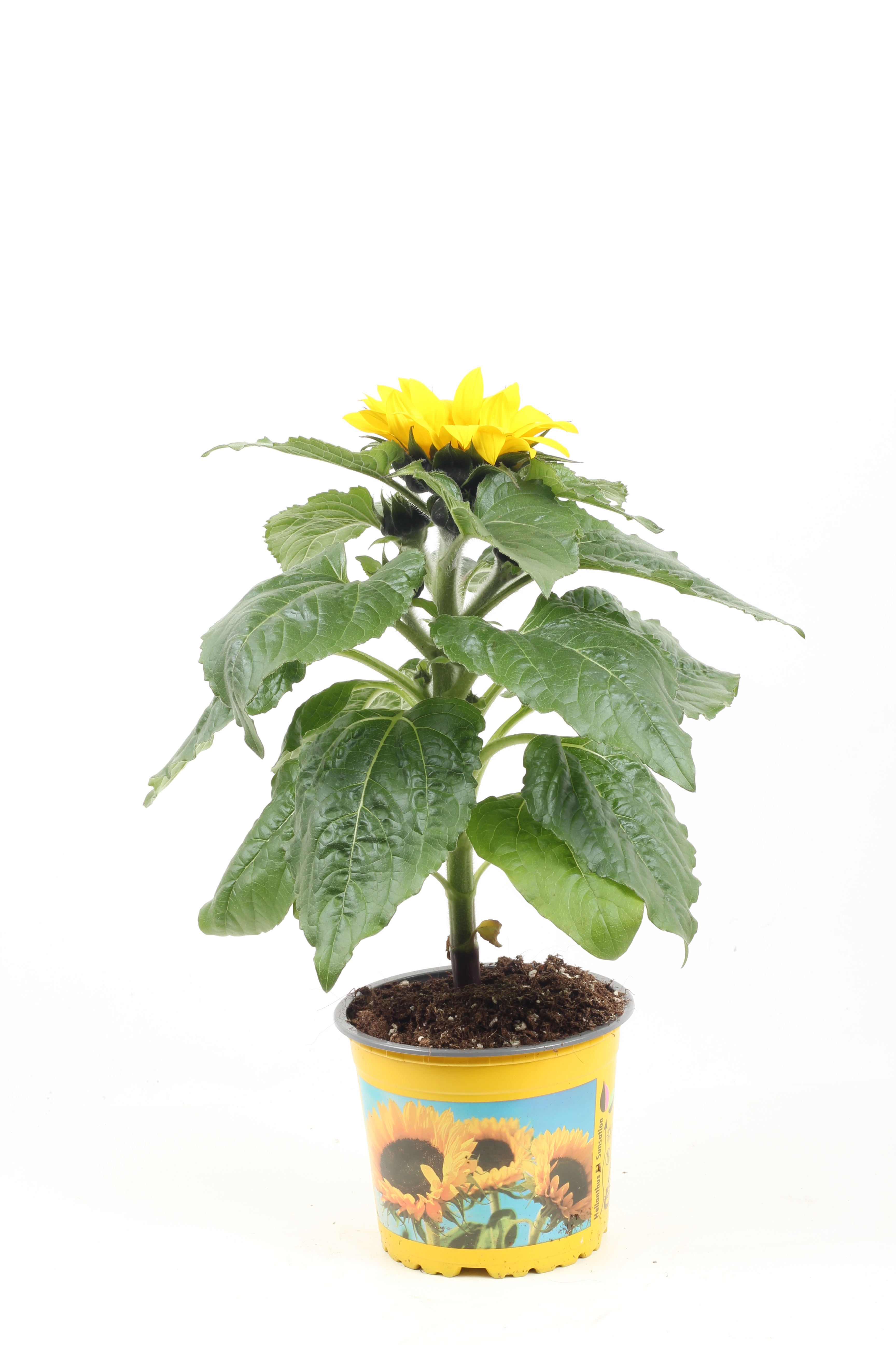 Helianthus 'Sunsation' 13 cm