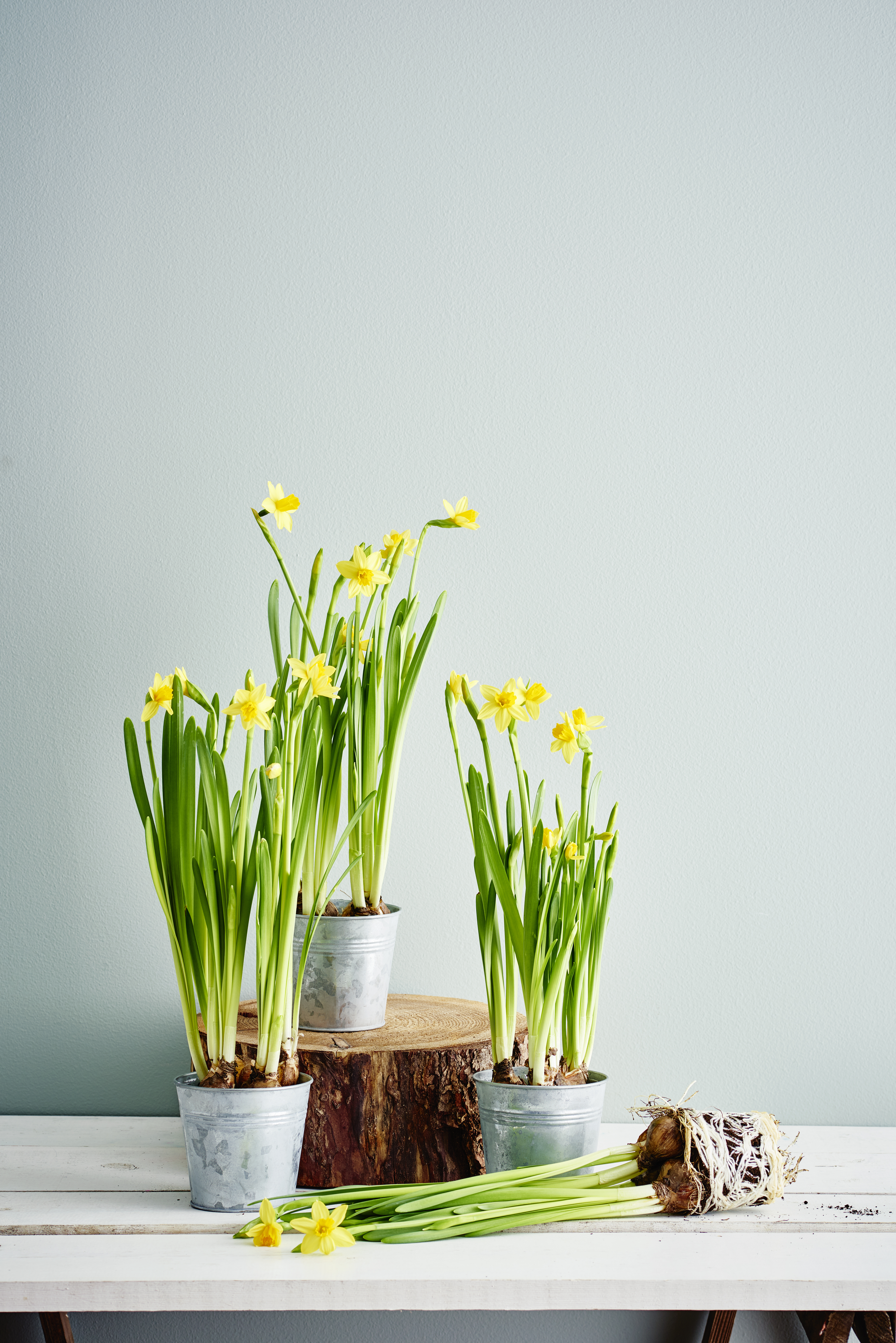 Minipåsklilja 'Tête-à-Tête'