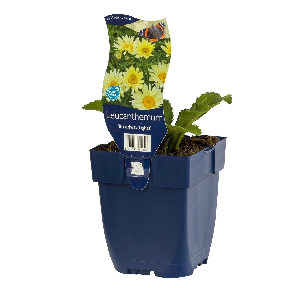 Prestekrage BROADWAY LIGHTS