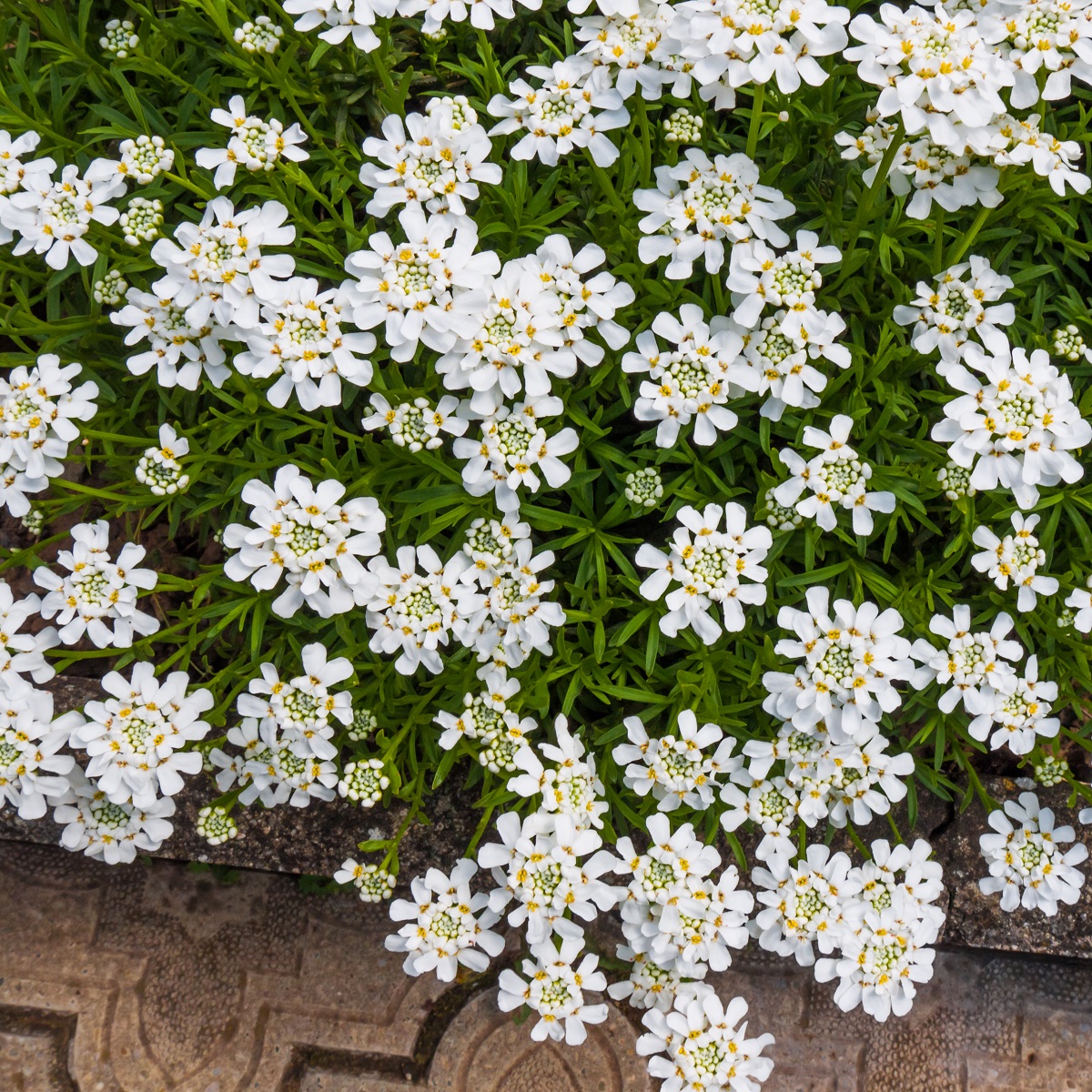 Vinteriberis SNOW CONE