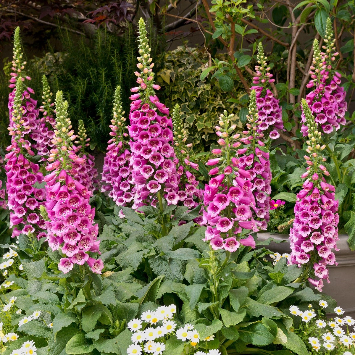 Digitalis purp. 'Dalmatian Purple'