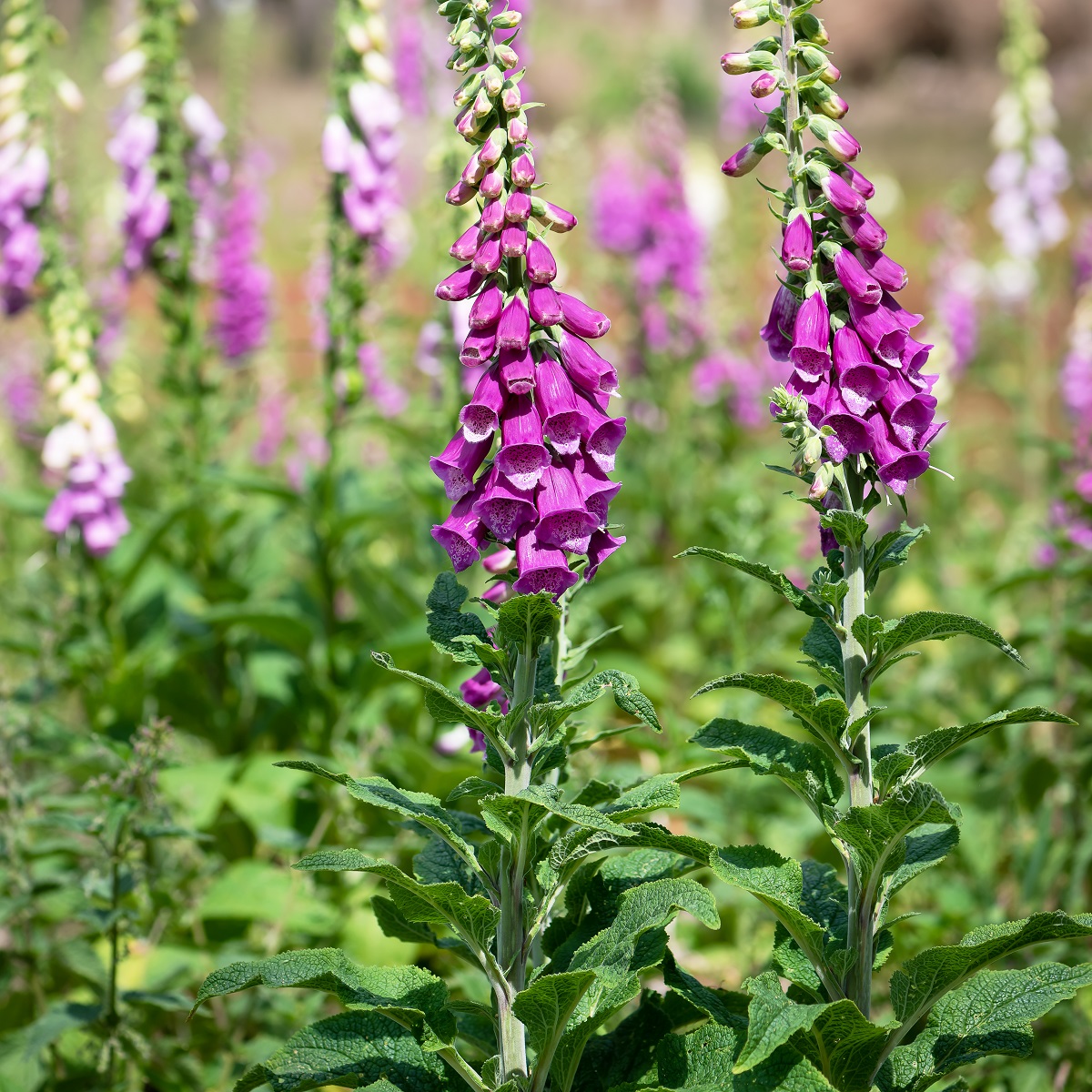 Digitalis purp. 'Dalmatian Purple'
