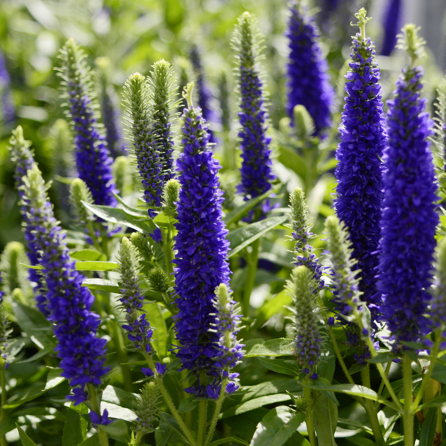 Veronica spicata Inspire Blue
