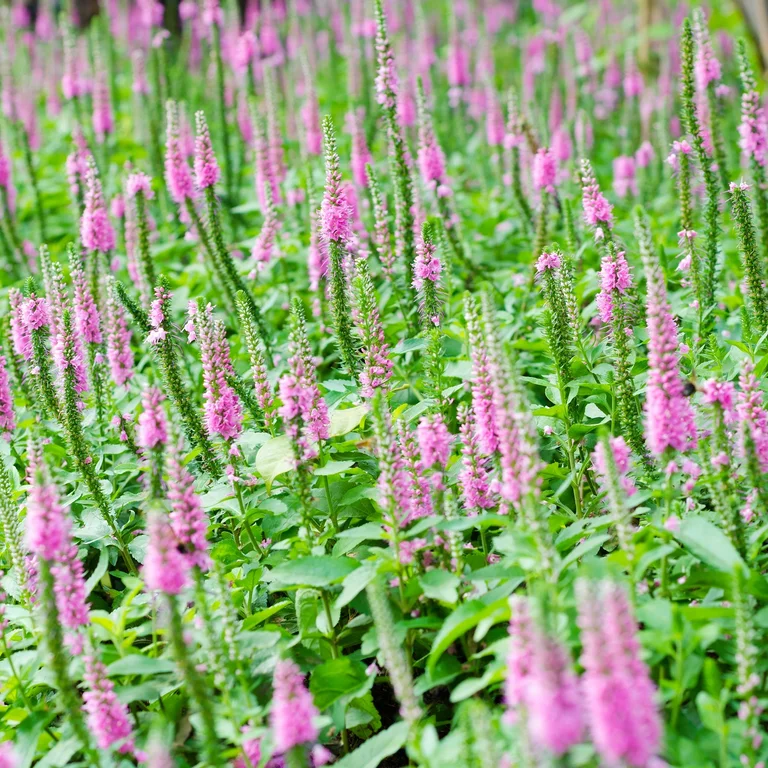 Axveronika Inspire Pink