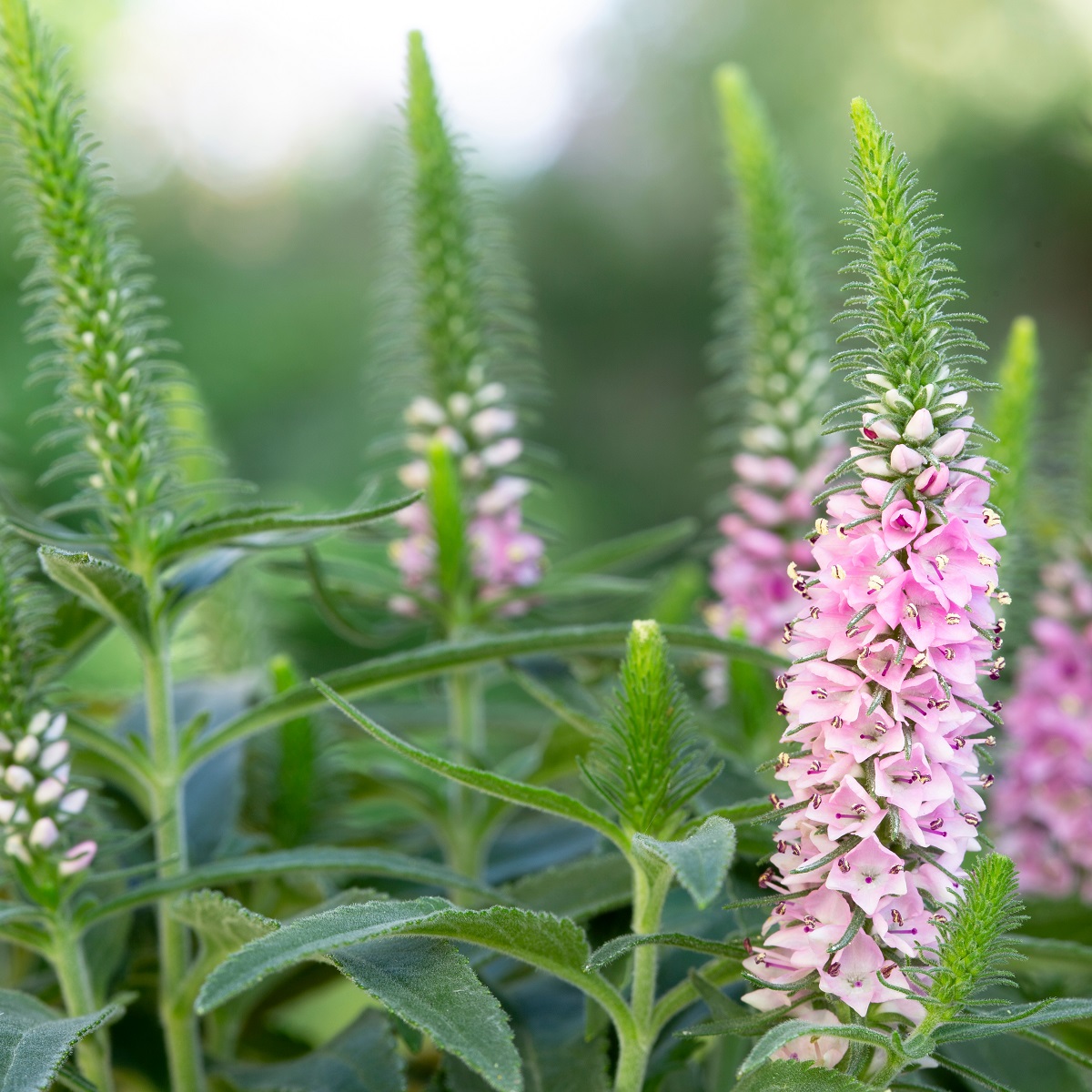 Axveronika INSPIRE PINK