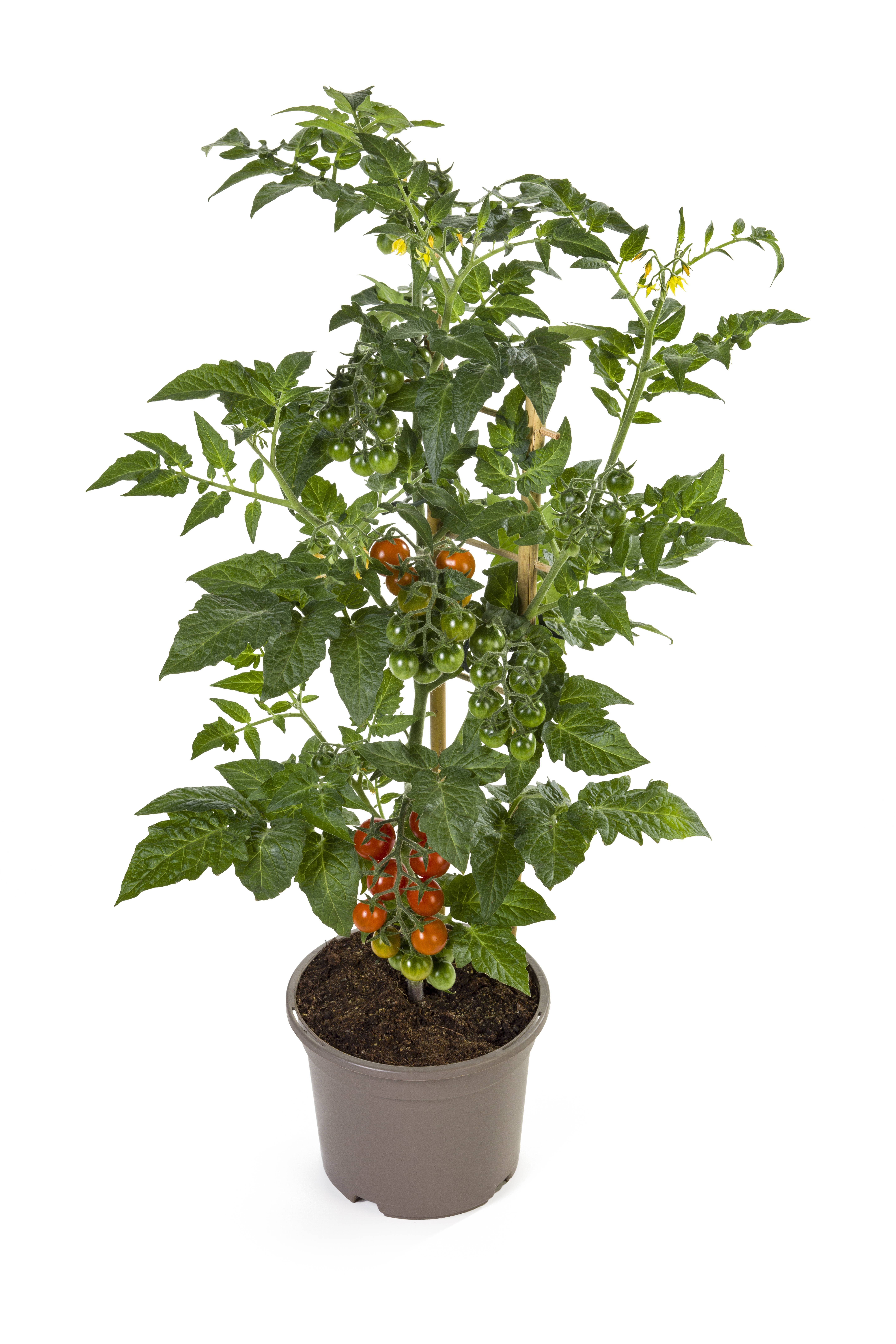 Körsbärstomat 'Candy Berry'