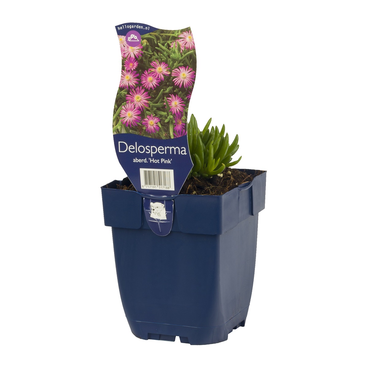 Delosperma aberdeenense 'Hot Pink'