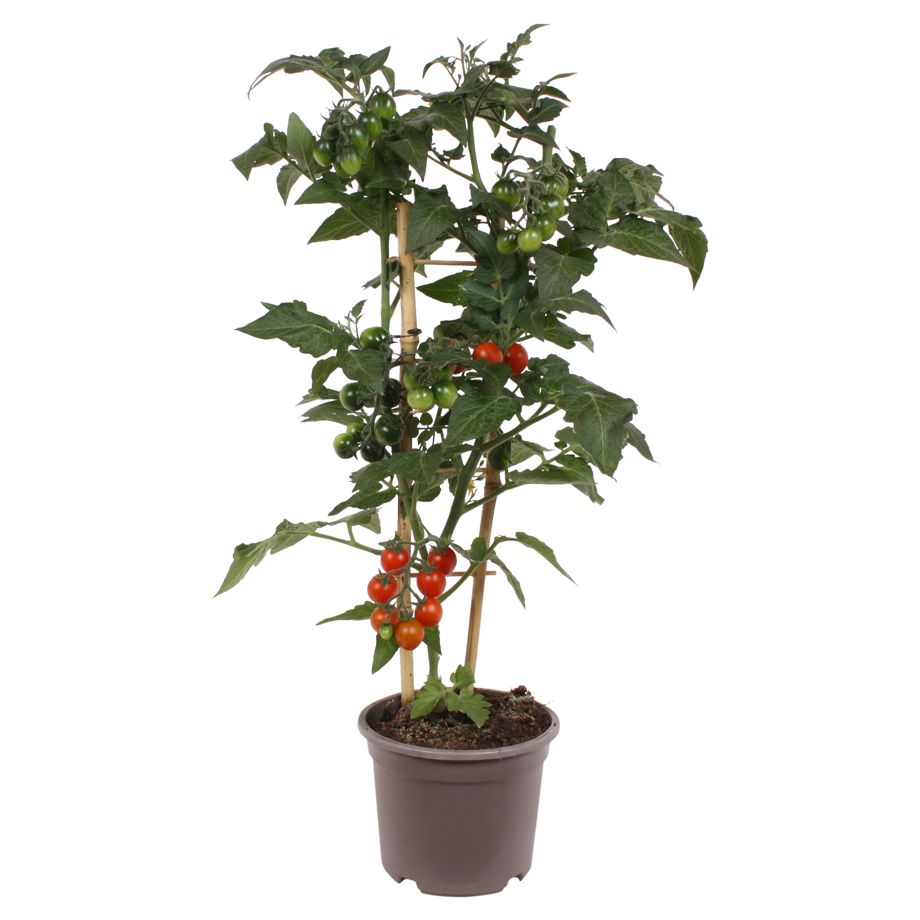 Körsbärstomat 'Candy Berry'