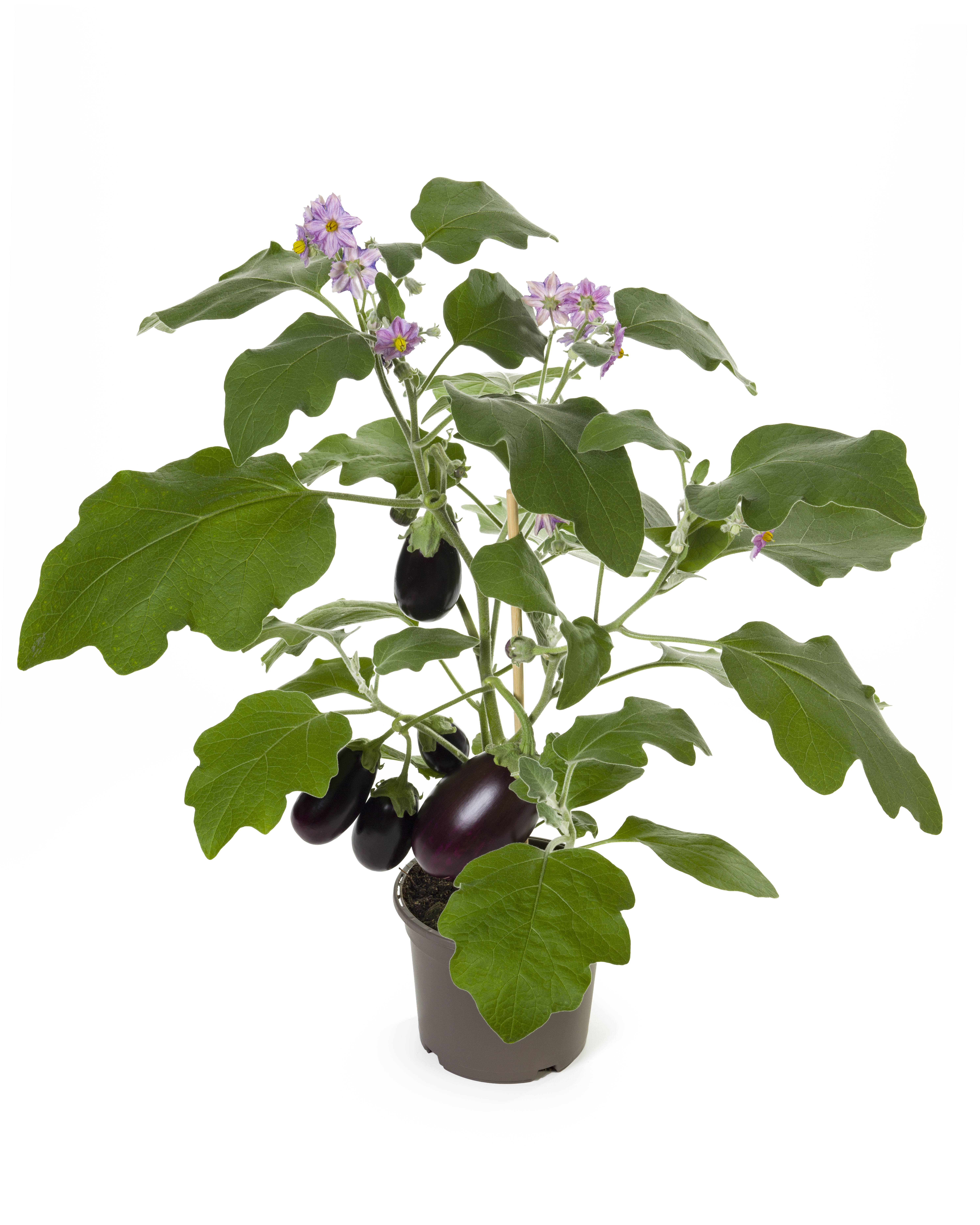 Ready Aubergine 14 cm