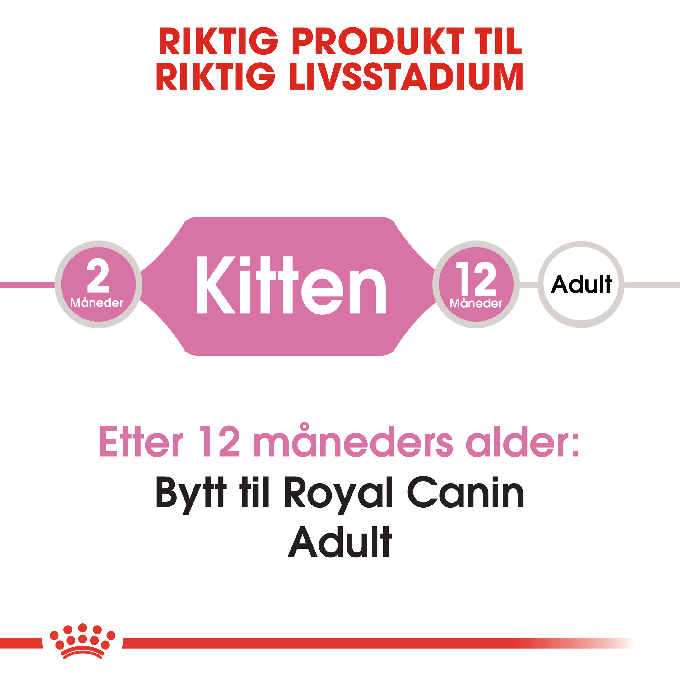 Kitten 2 kg