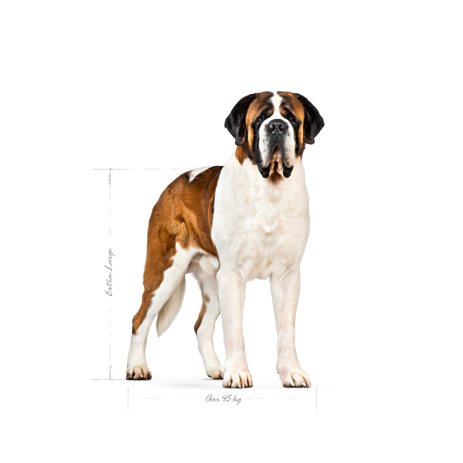 Royal Canin Giant Adult