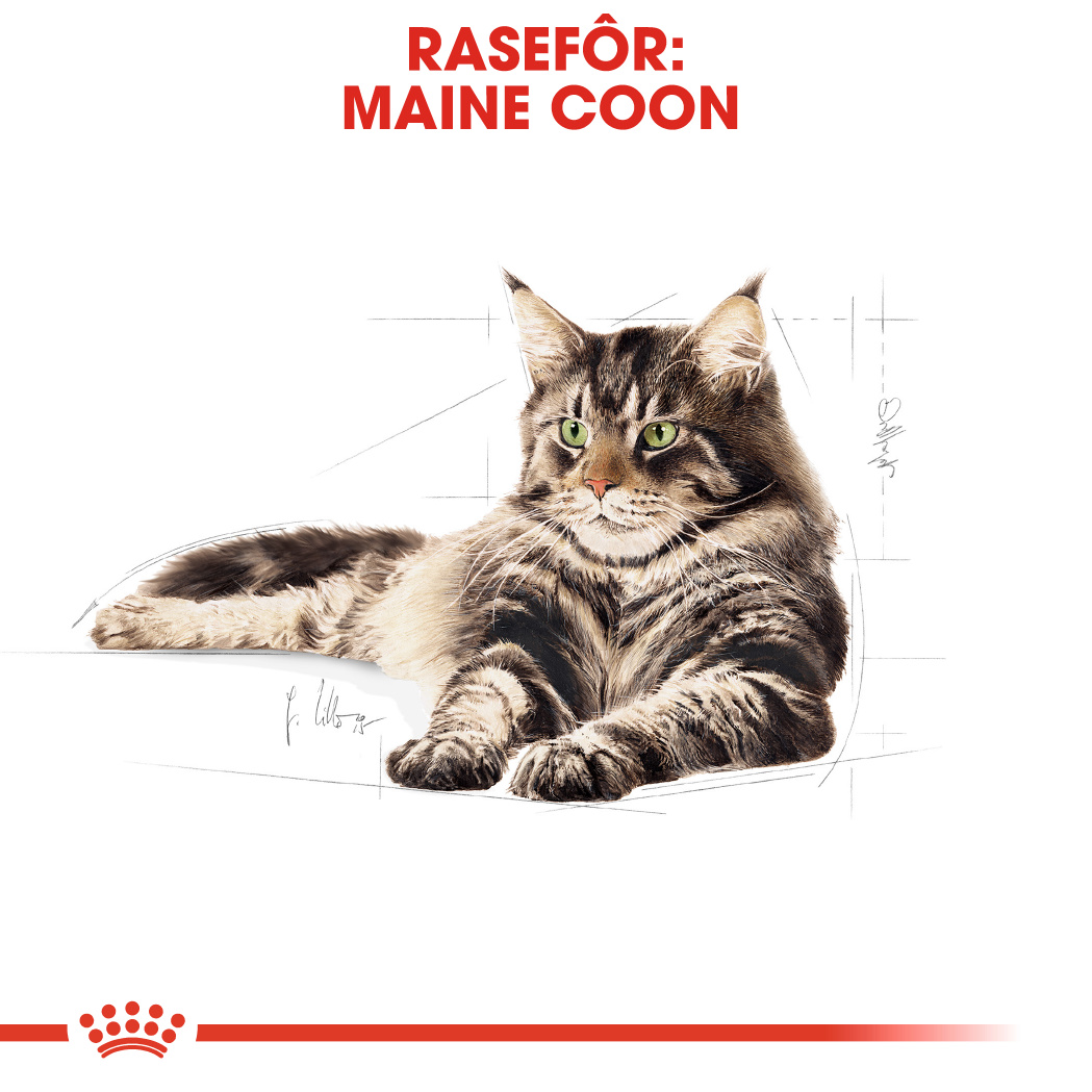 Maine Coon Adult 10 kg