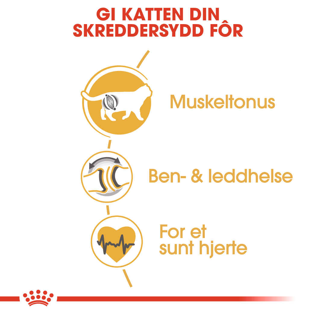 British Shorthair Adult 2 kg