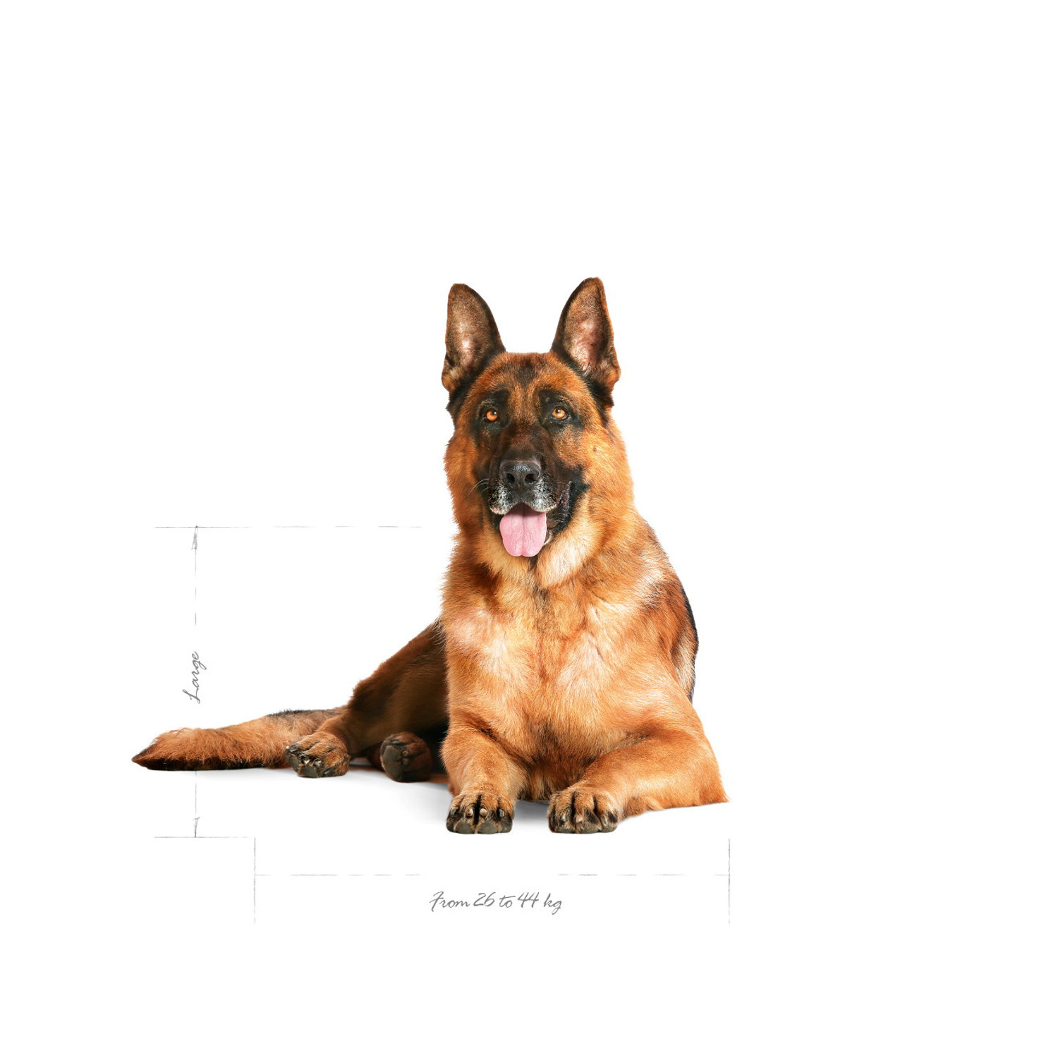 MAXI Ageing 8+ 15 kg