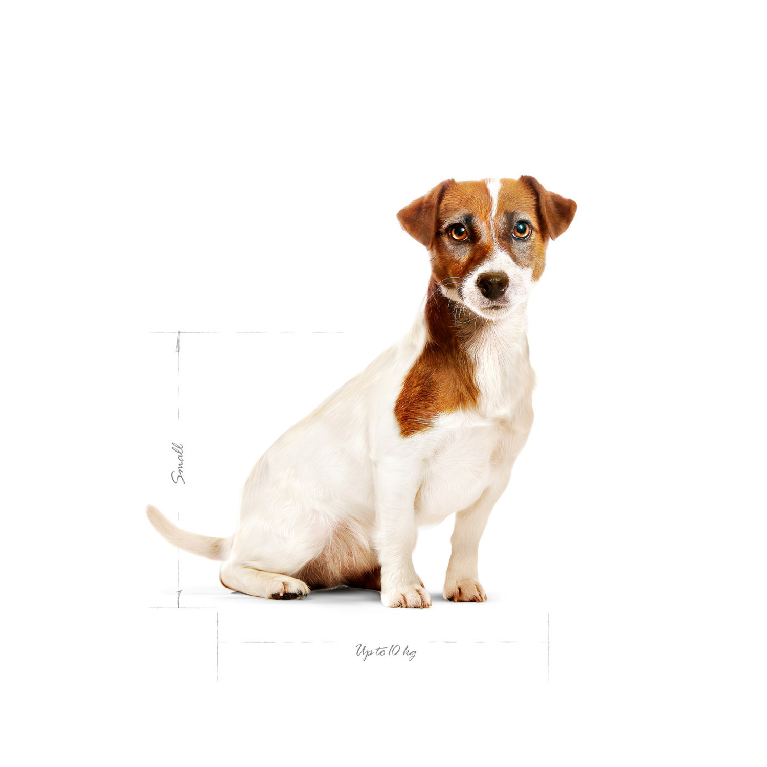 SHN SHN Mini Adult +8 8kg