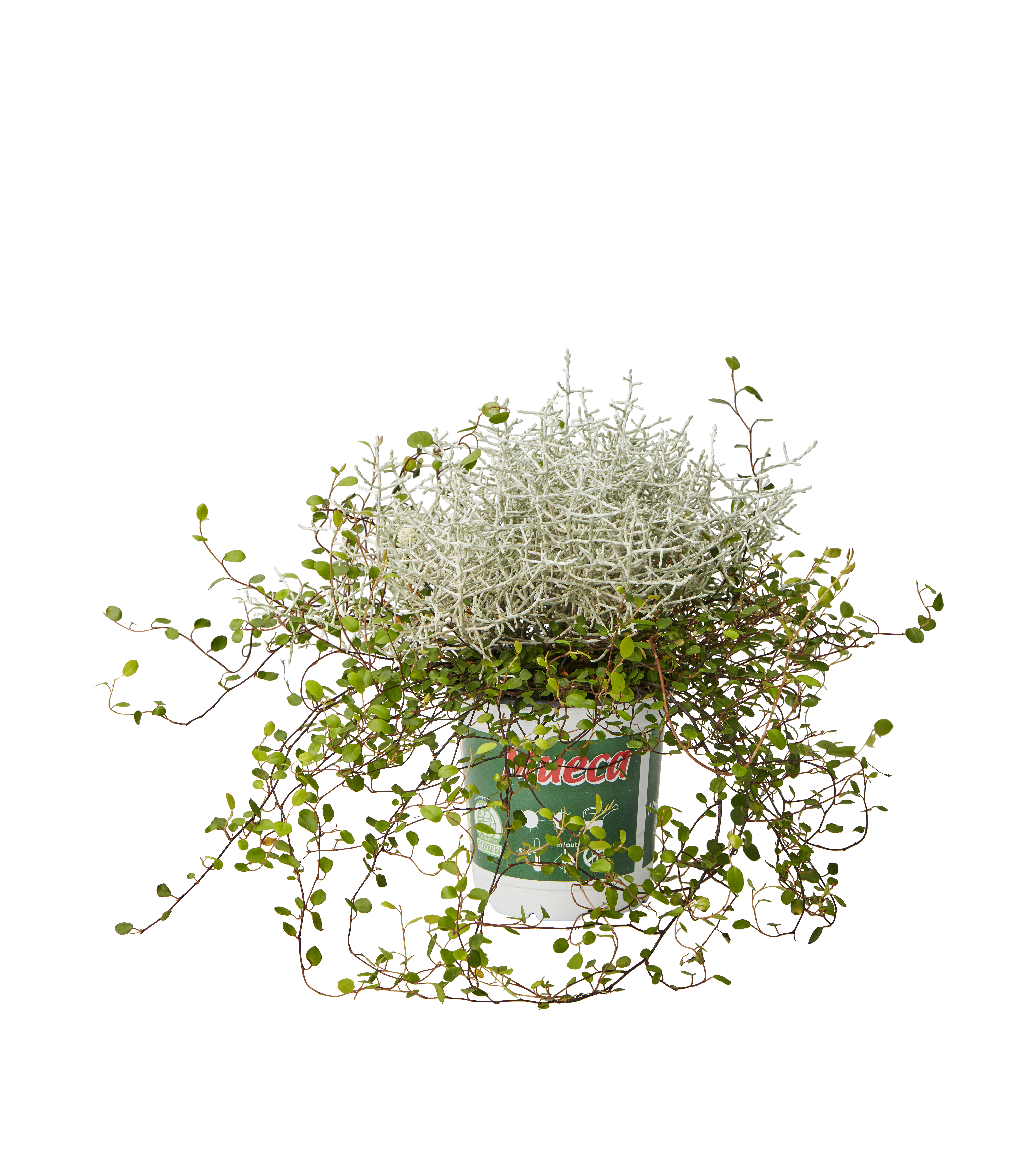 Romantic G. 'Mueca' 12 cm