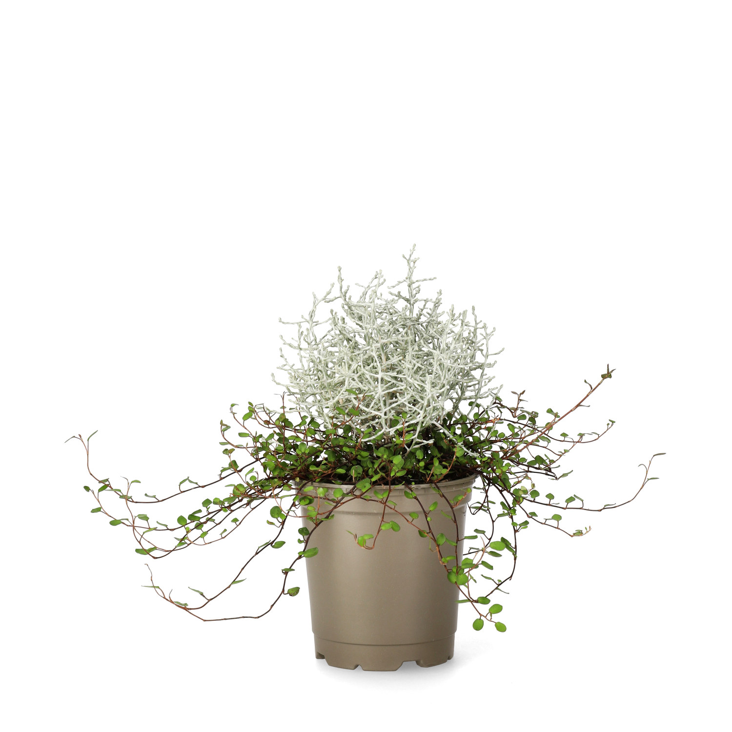 Romantic G. 'Mueca' 12 cm