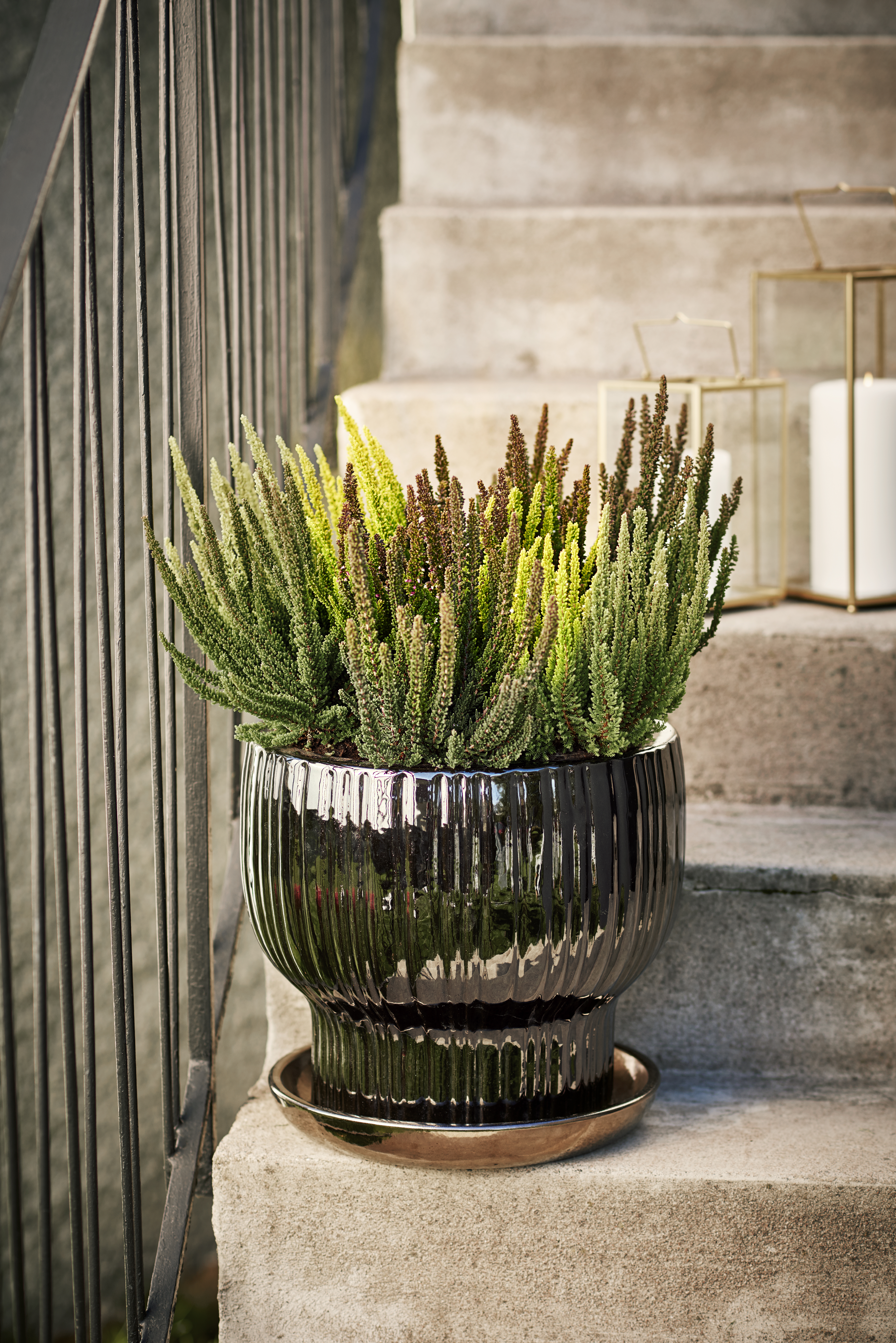 Calluna 'Skyline' 10,5 cm